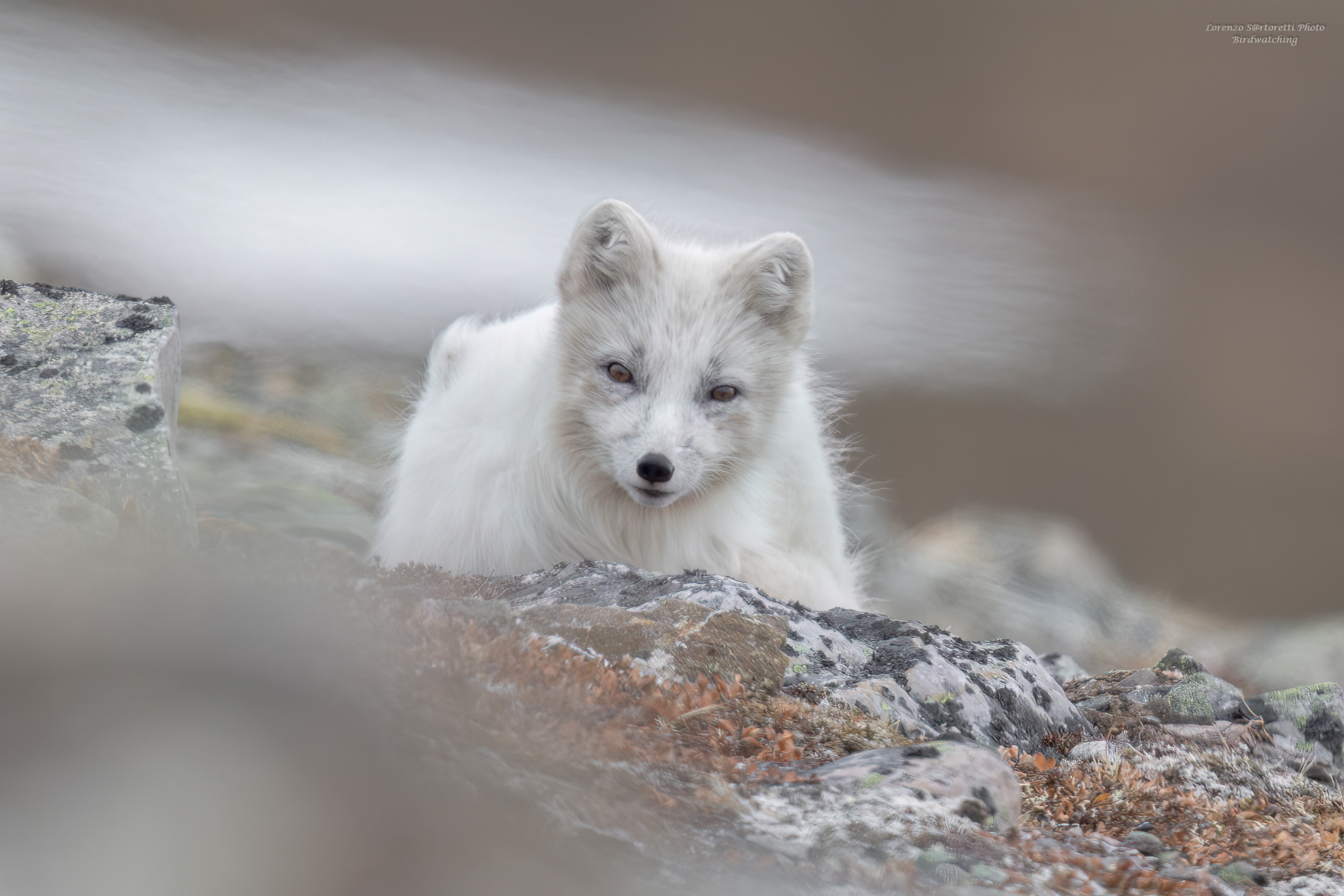 Volpe Artica
