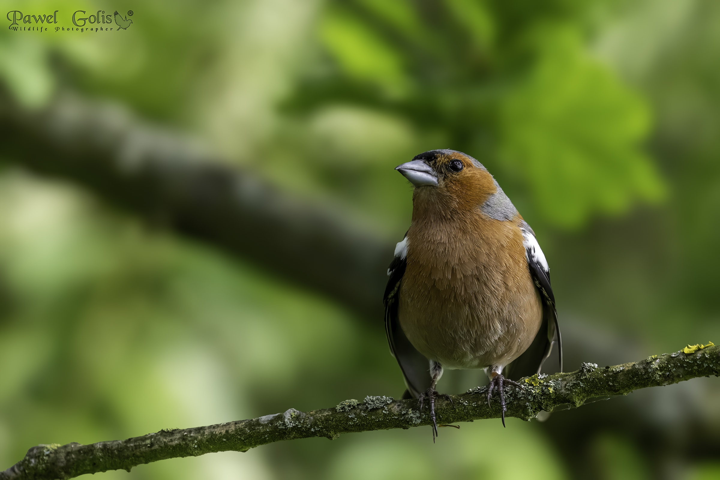 Fringuello comune (Fringilla coelebs)