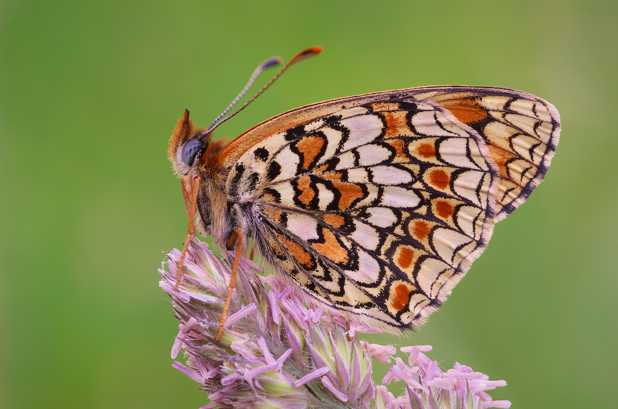 Melitaea phoebe