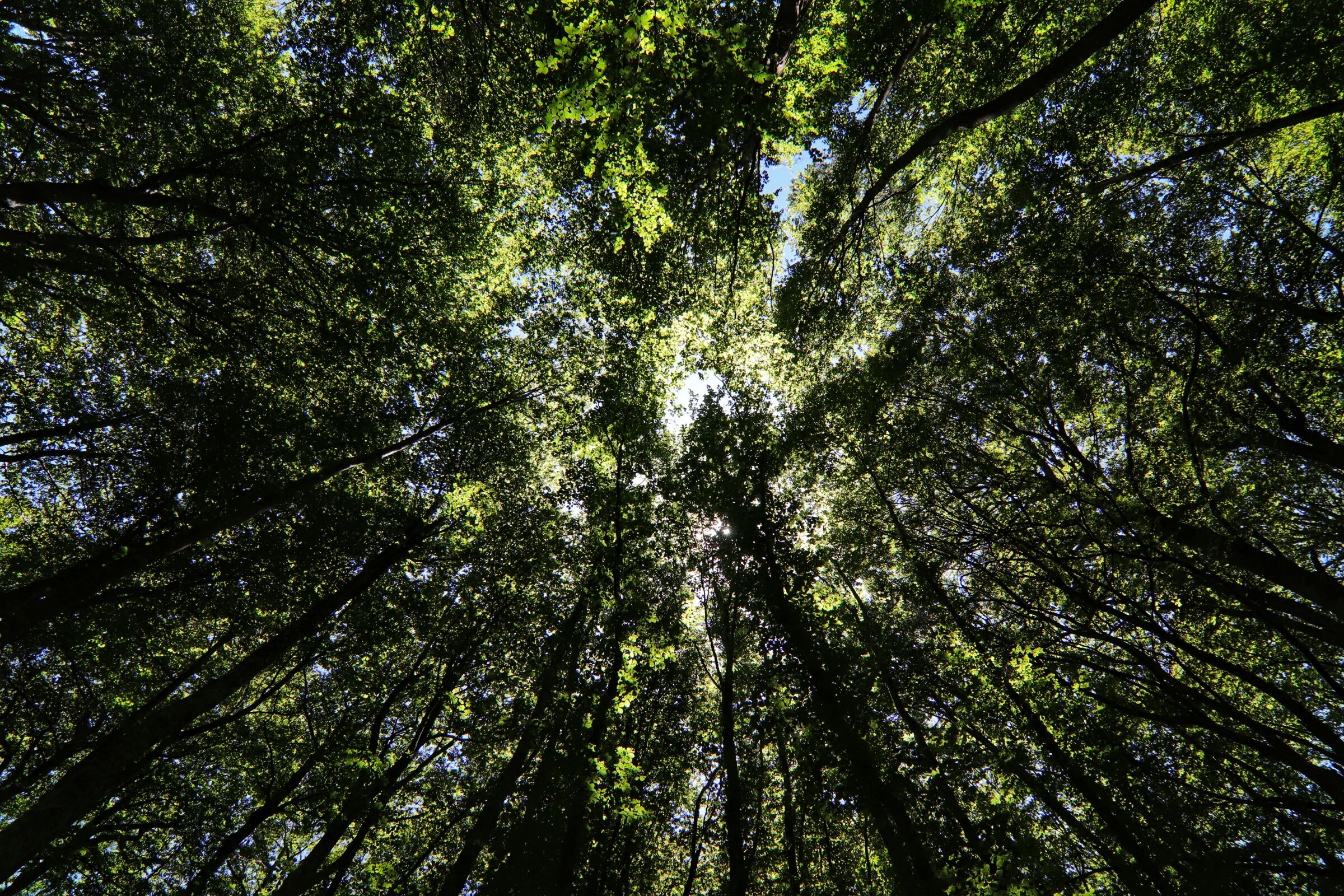 Constellation : forest.