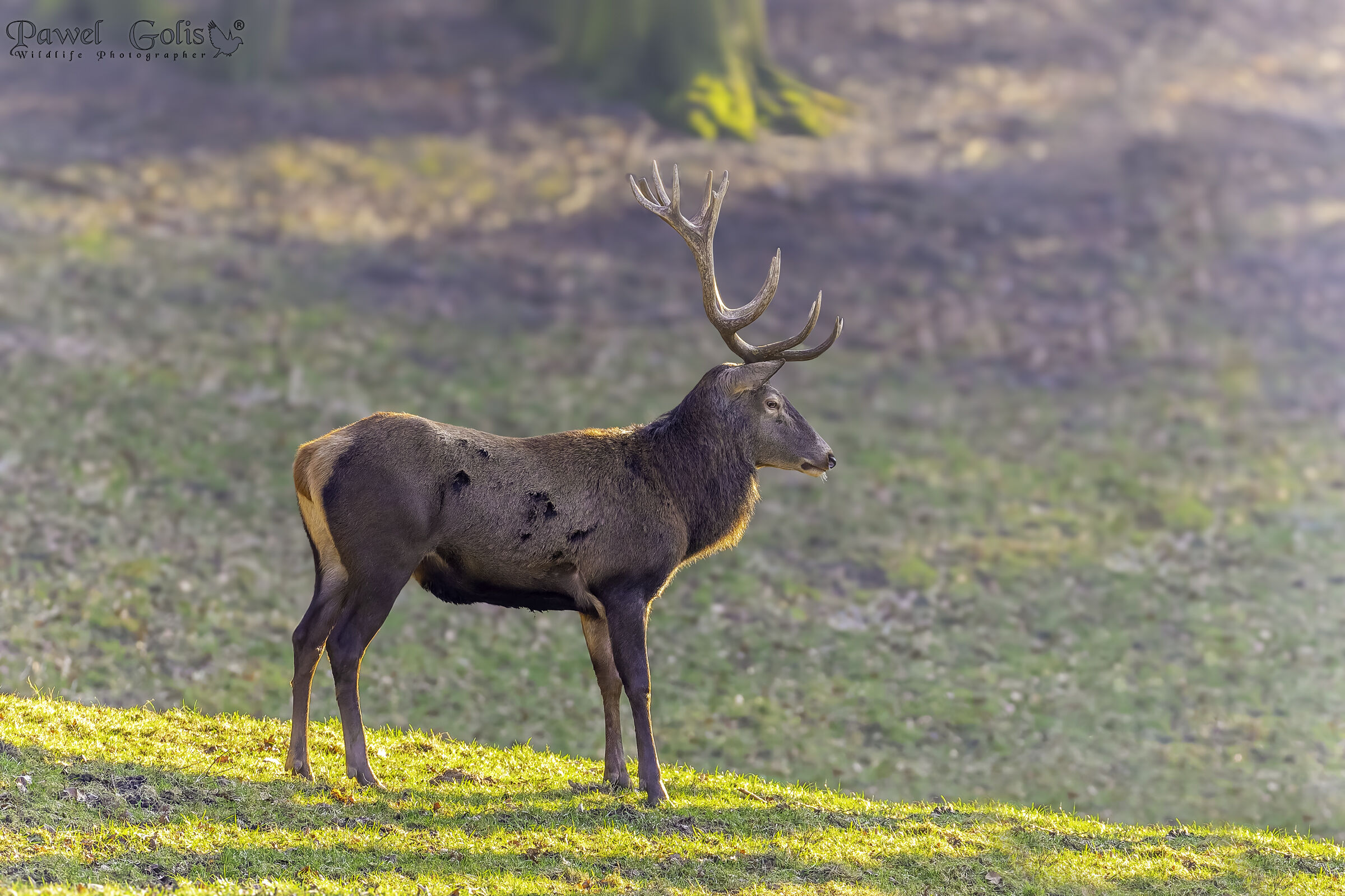 Cervo rosso (Cervus elaphus)