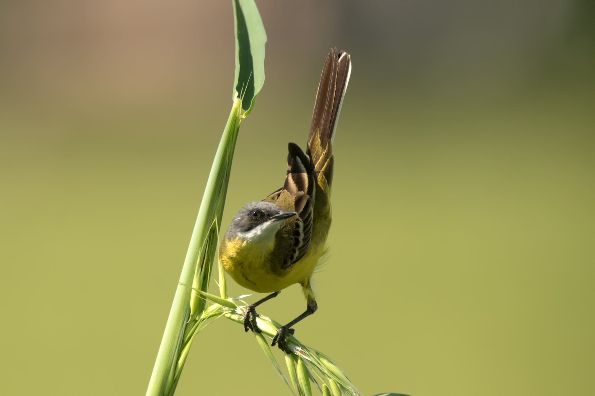 Cutrettola cinereocapilla (m.) che si pavoneggia