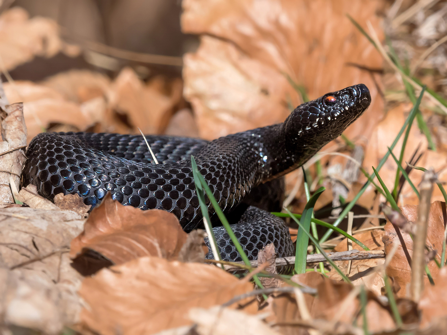 Marasso melanotico (Vipera berus)