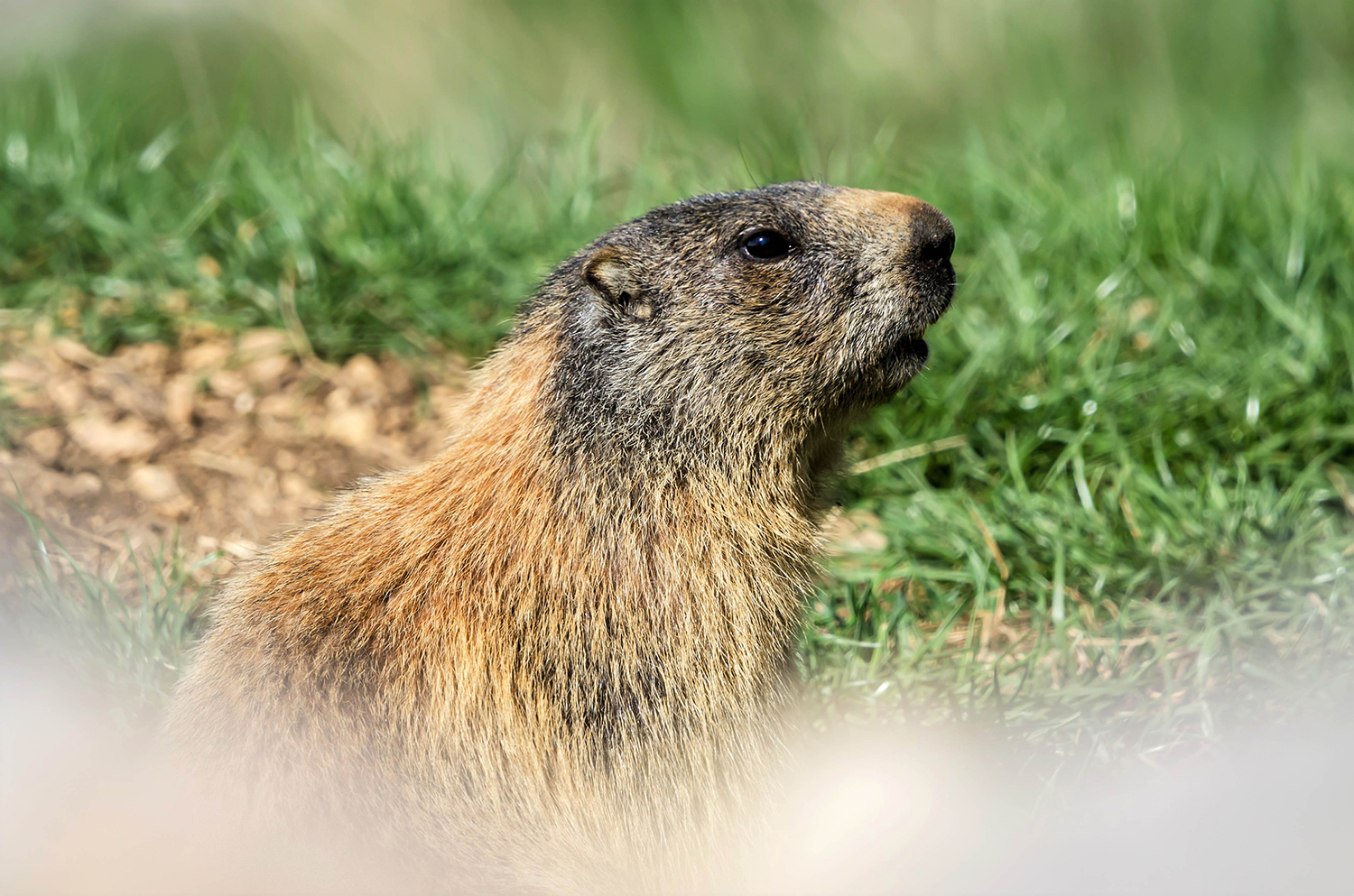 Marmot (Marmota marmota)