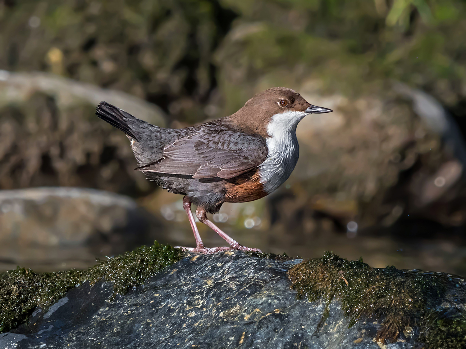 Merlo acquaiolo (Cinclus cinclus)