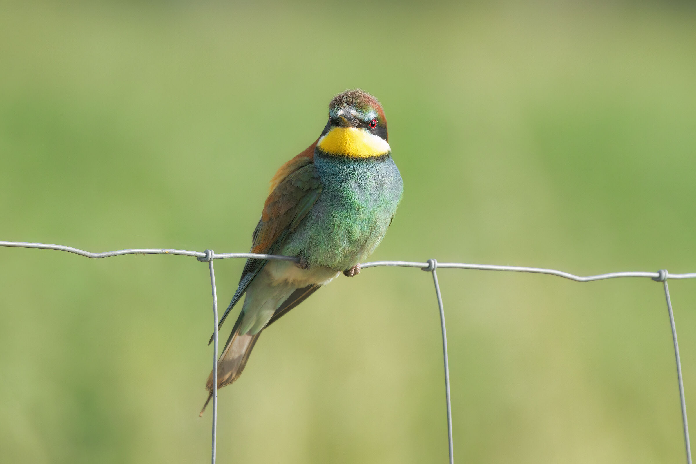 BEE-EATER