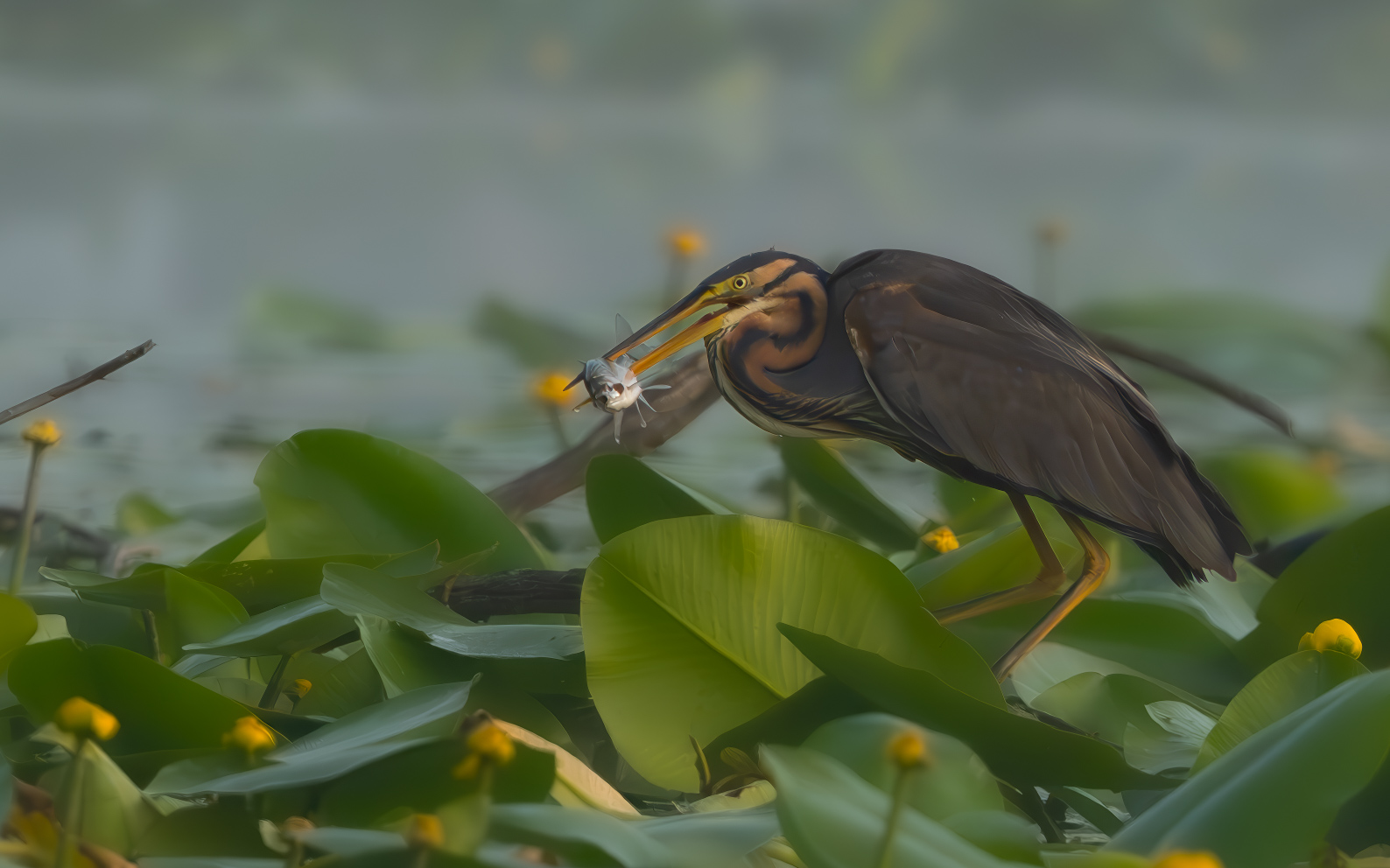 Purple Heron with prey