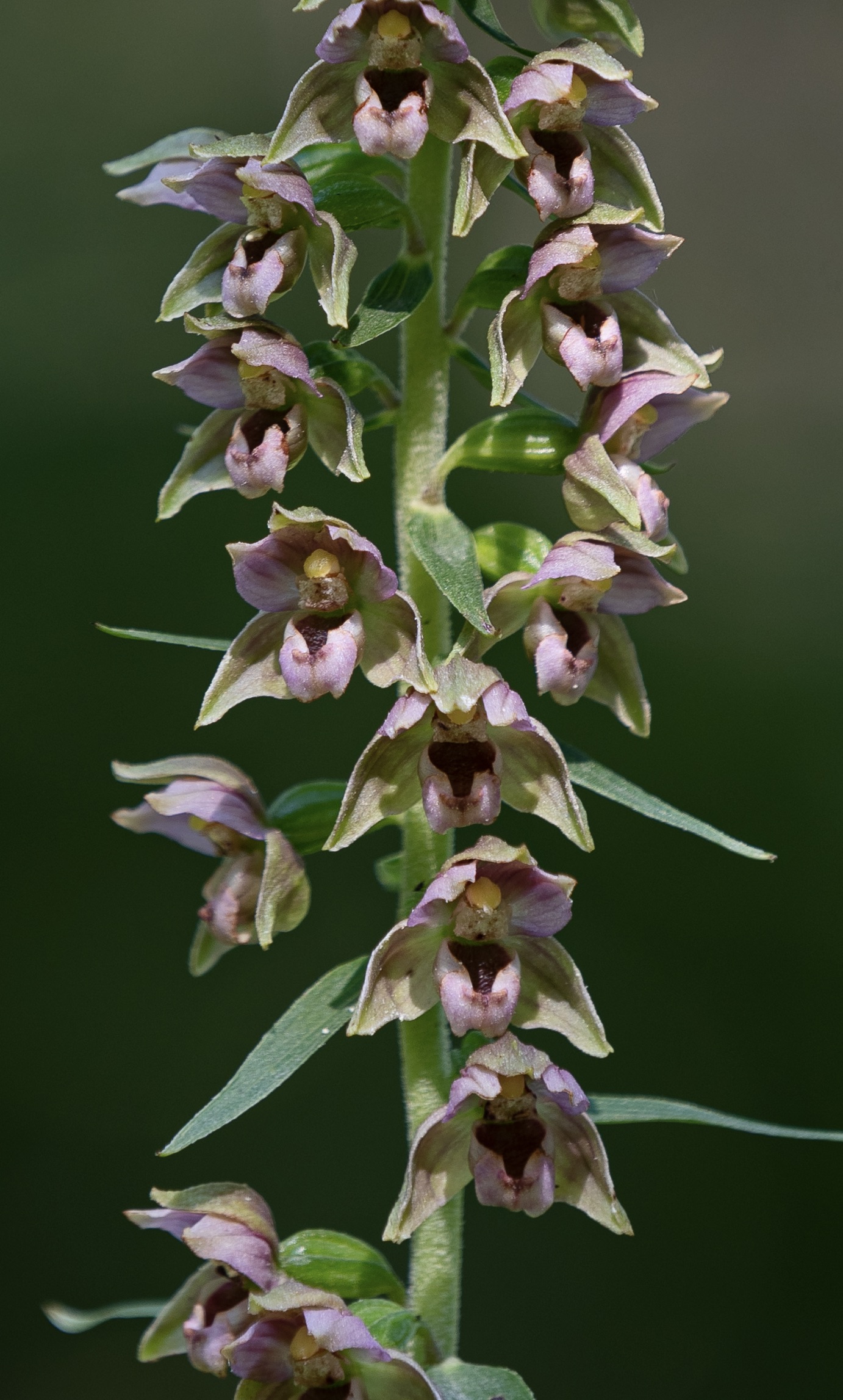 epipactis helleborine