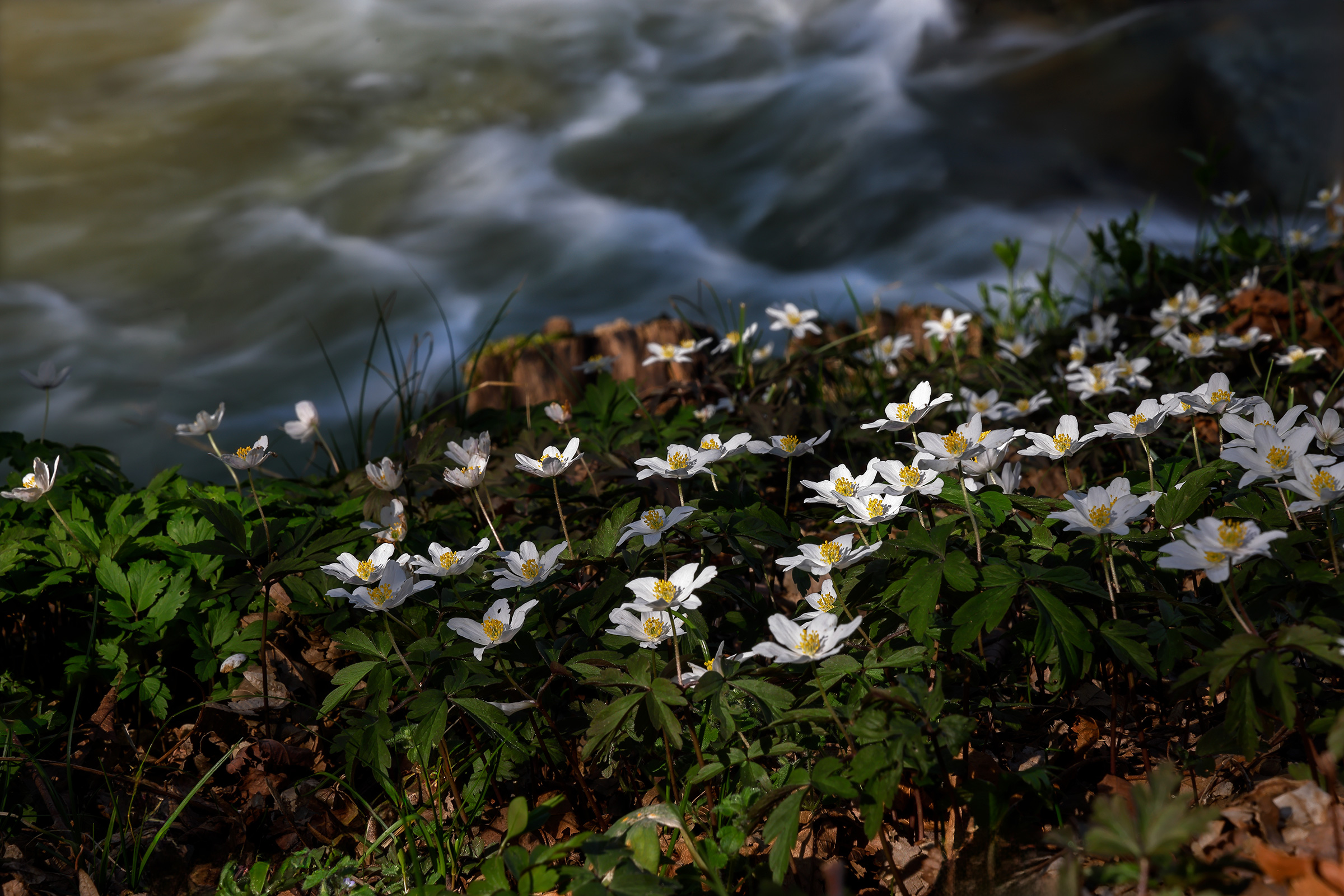Nemous anemones