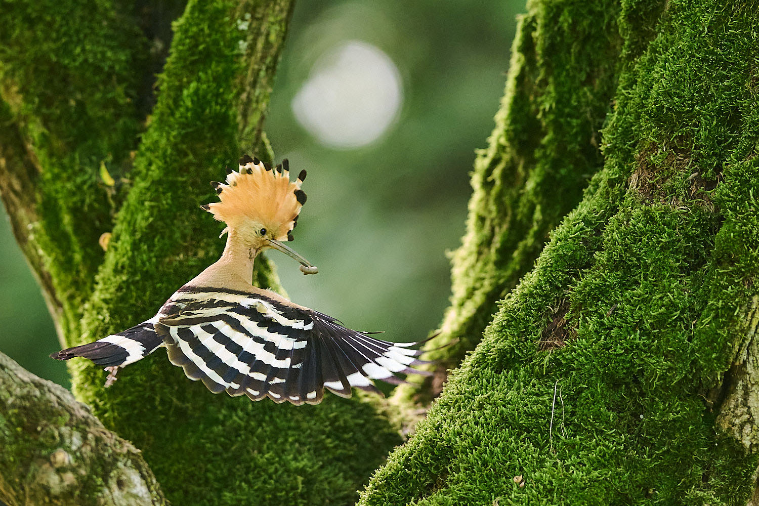 Hoopoe with prey