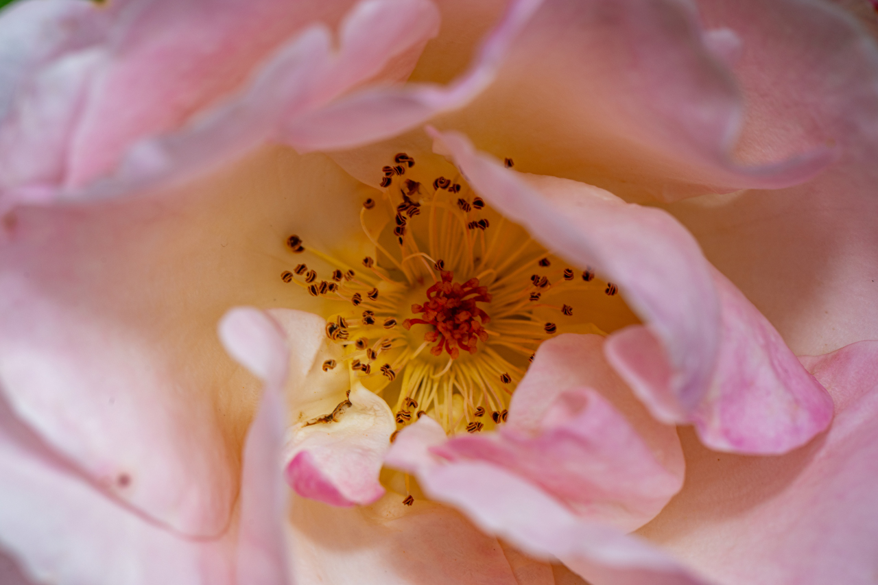 Cuore rosa