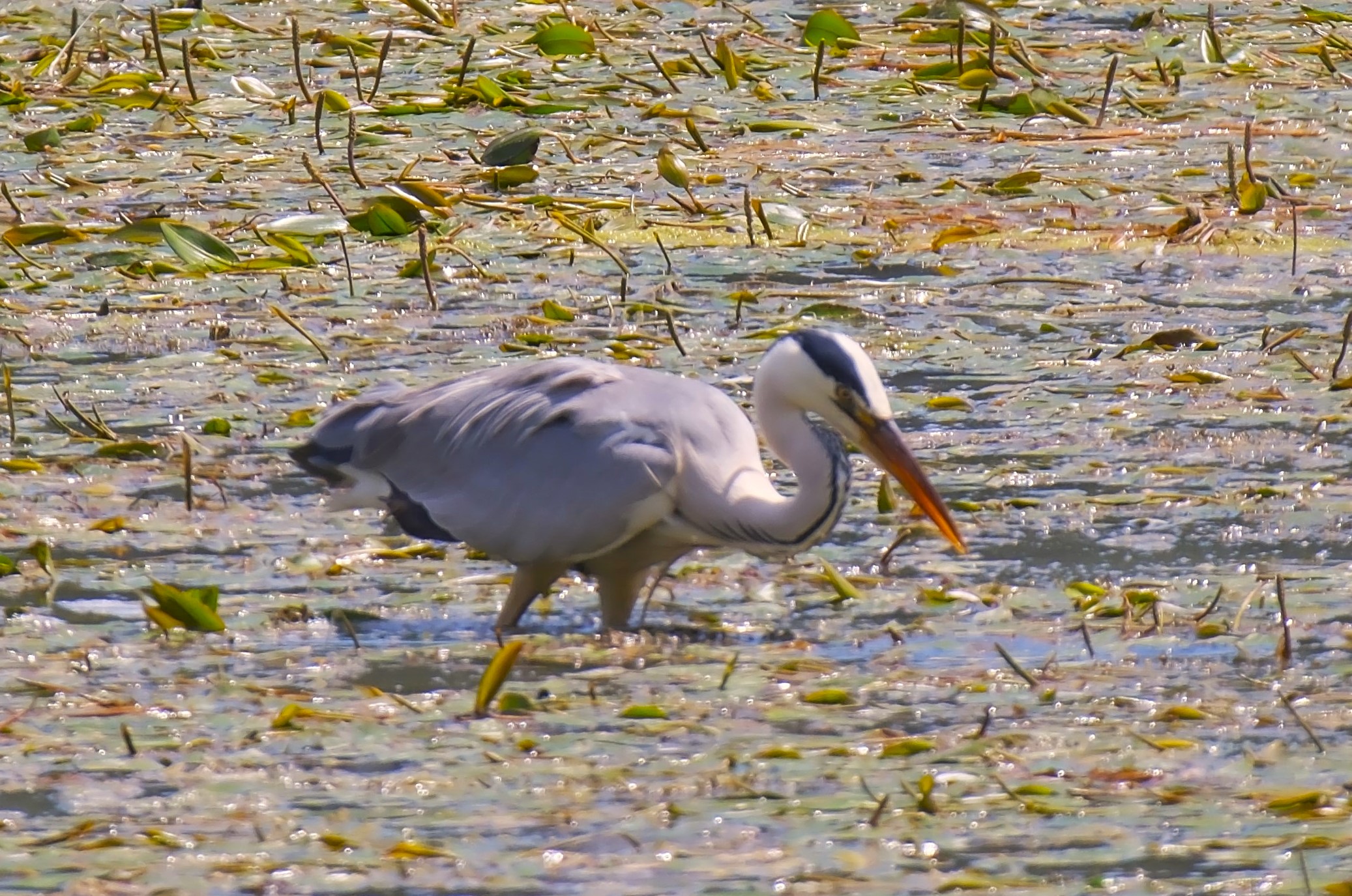 Oasi di Farfa - airone cinerino