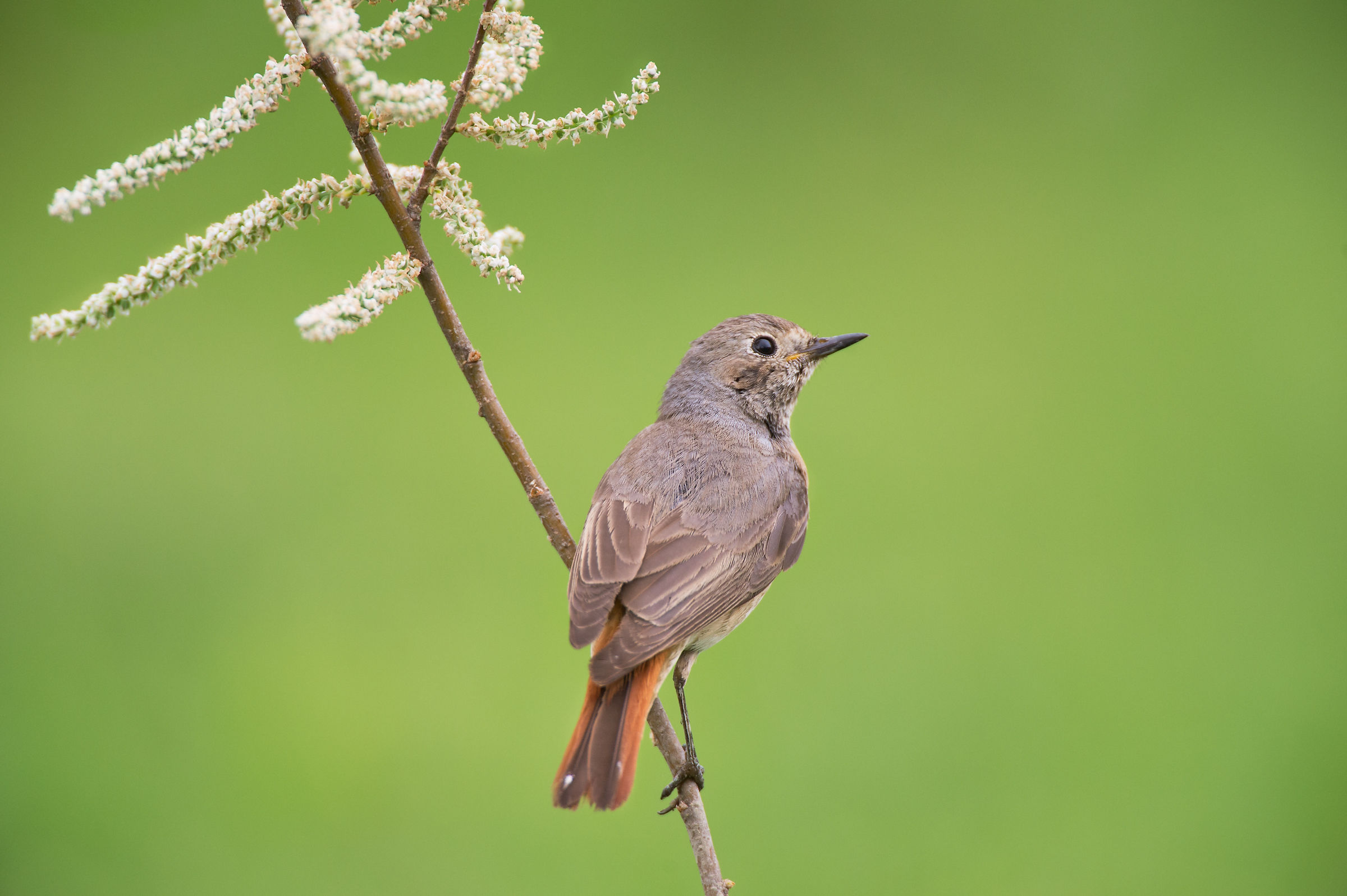 Redstart female