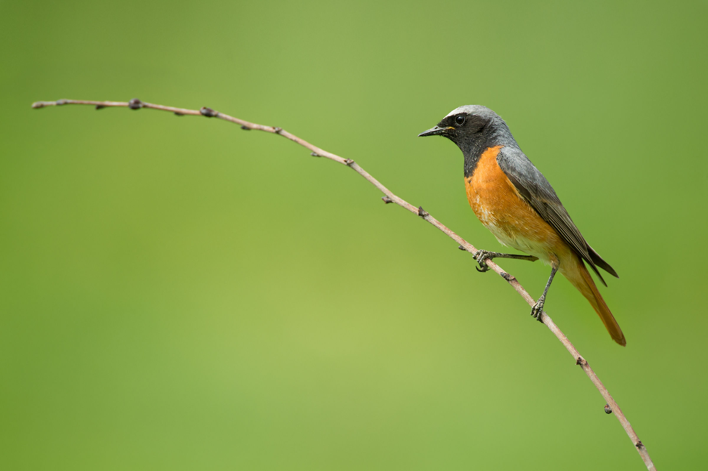 Redstart