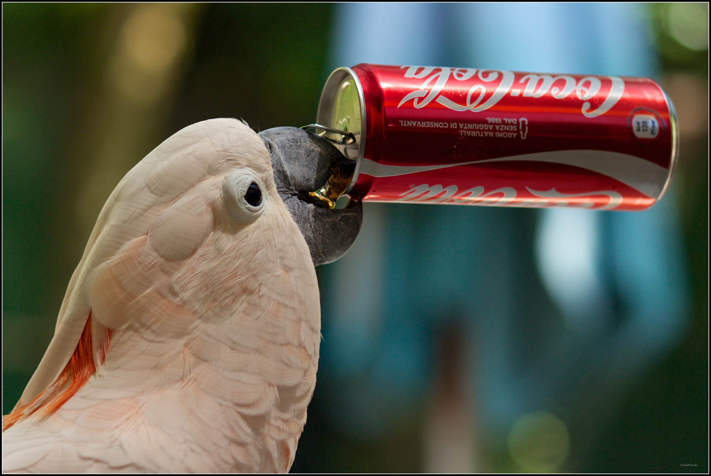 coca cola ... and six protagonist