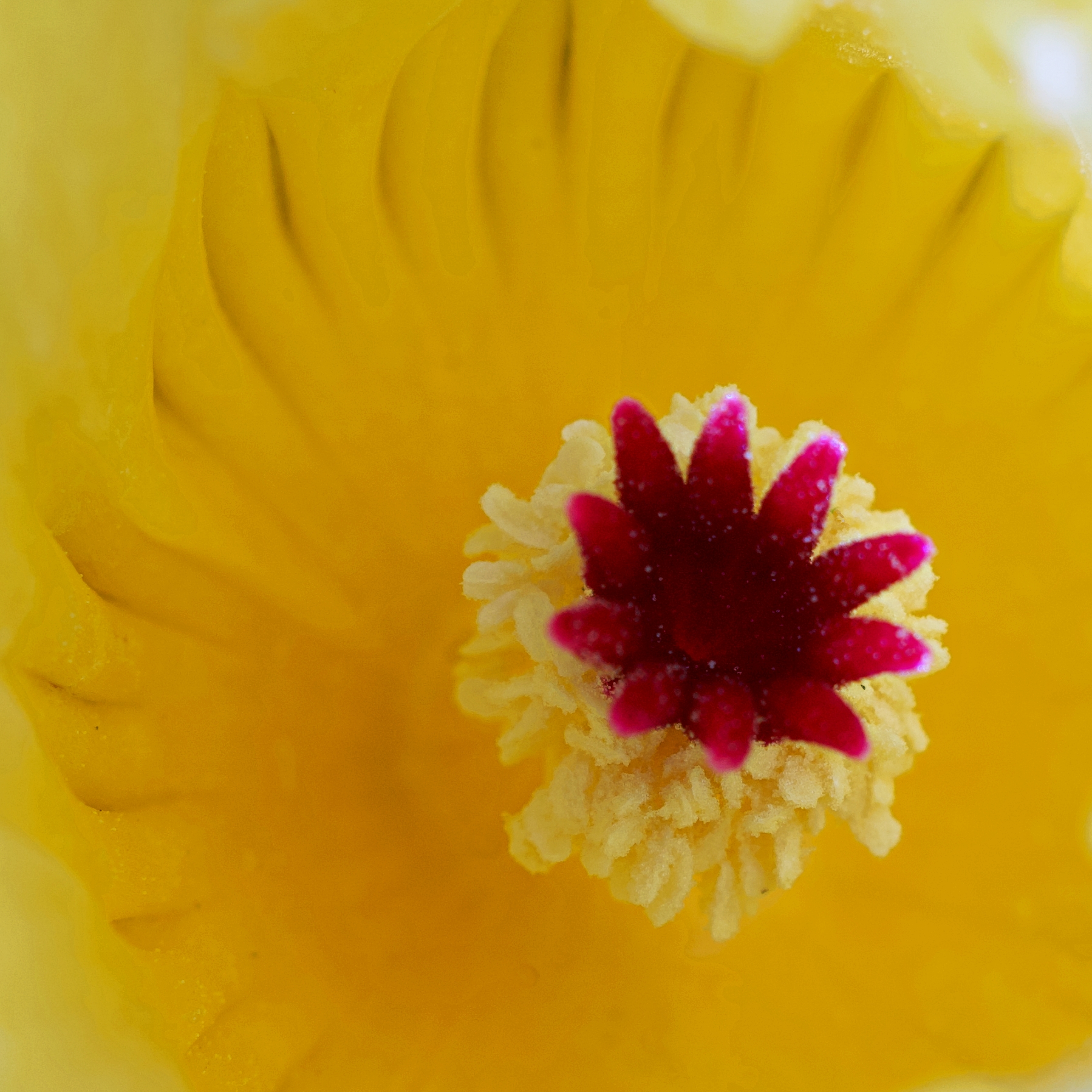 Notocactus buiningii