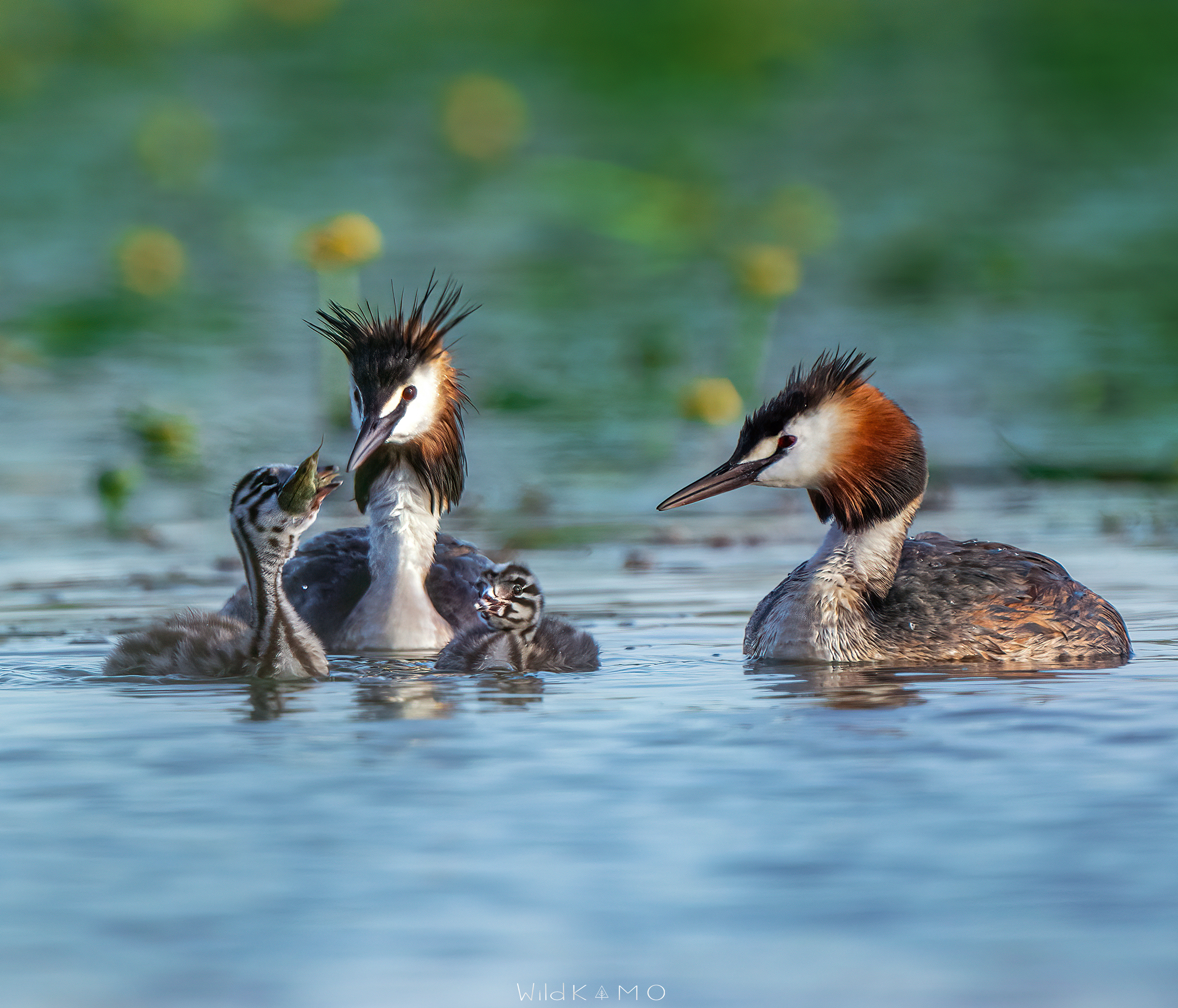 Le prime luci dell' Alba