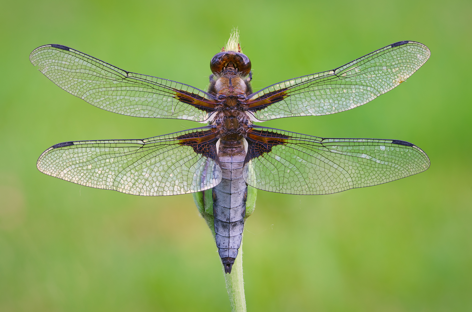 Libellula depressa
