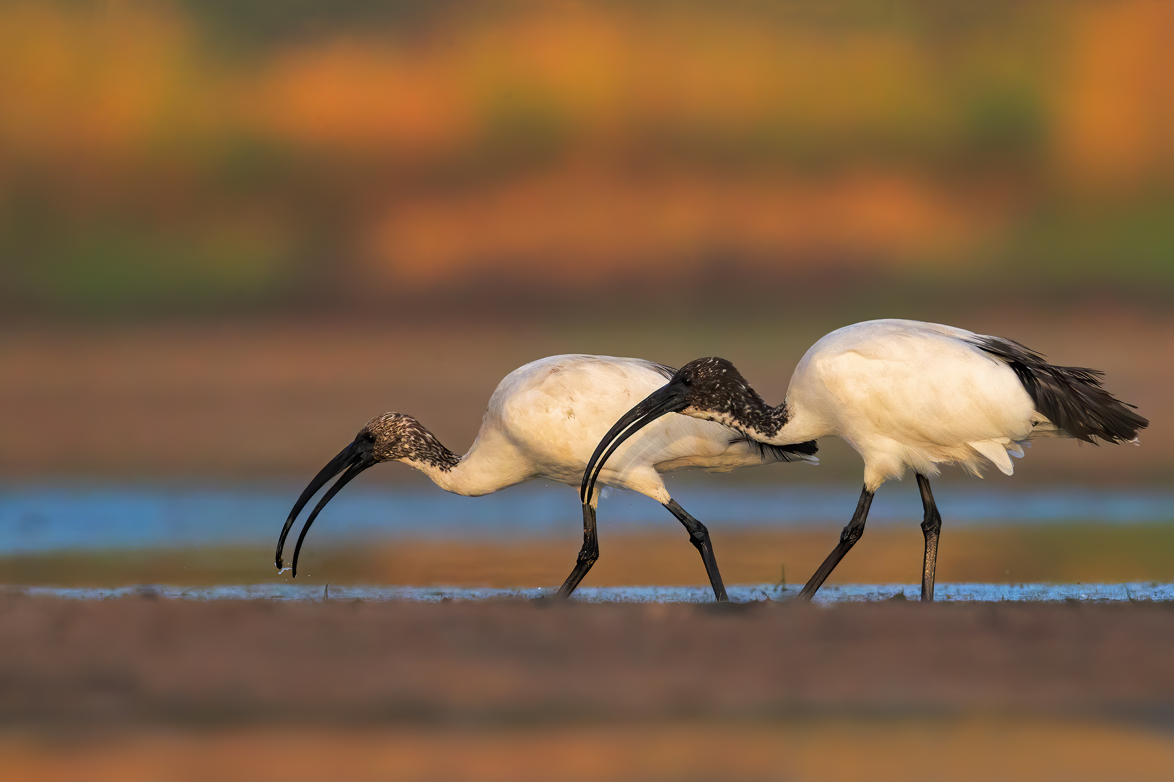 Sacred ibis