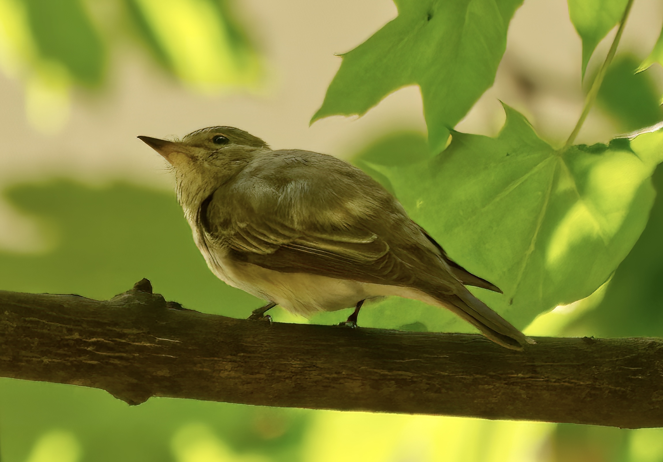 The flycatcher in my backyard