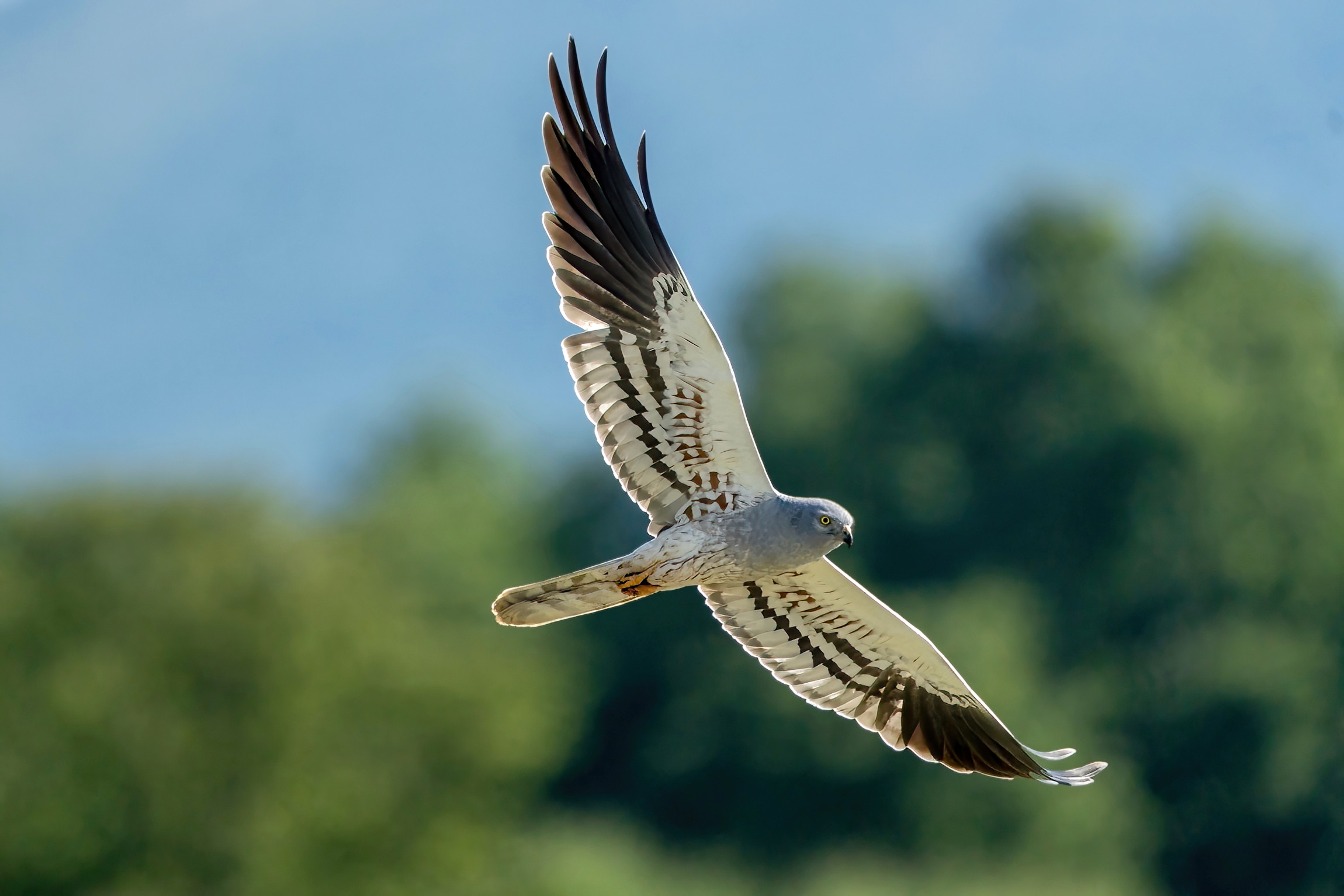 Hen harrier (Circus pygargus) - male