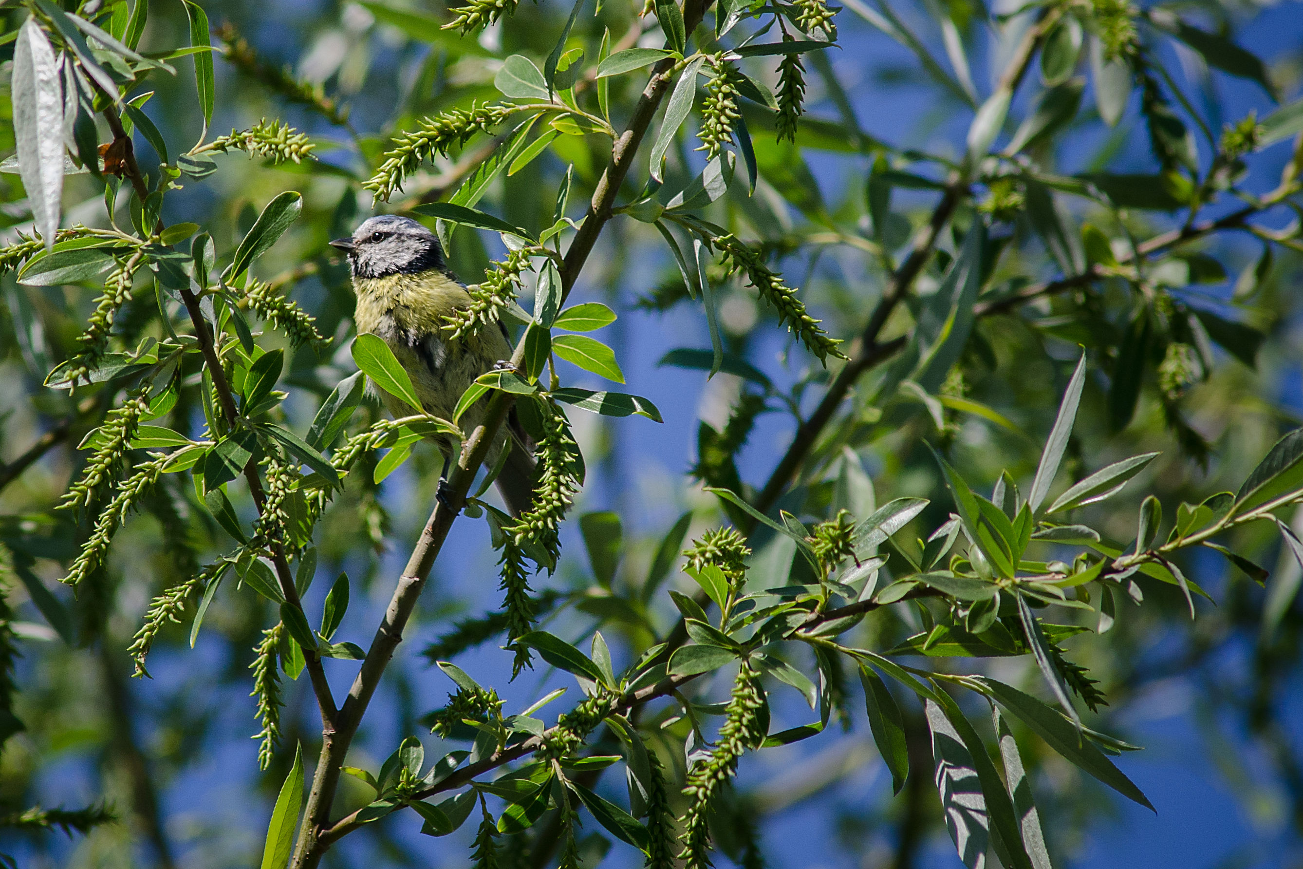 ..................cincia