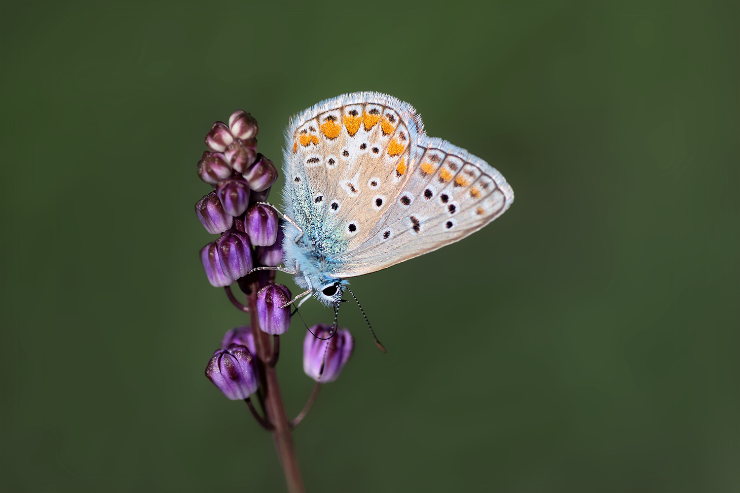 Polyommatus icarus