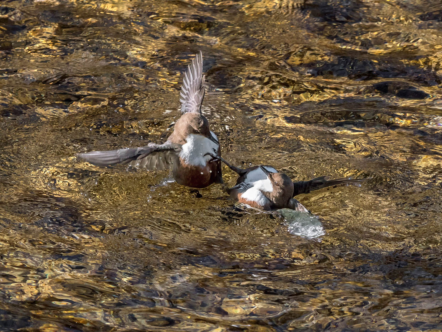 Combattimento tra merli acquaioli (Cinclus cinclus)