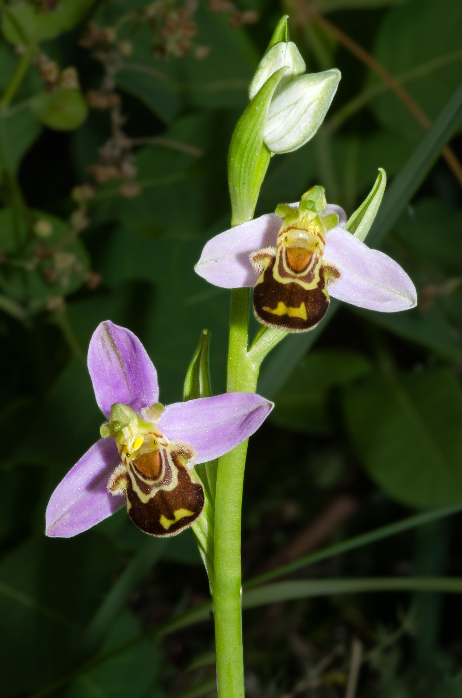 Ophrys apifera