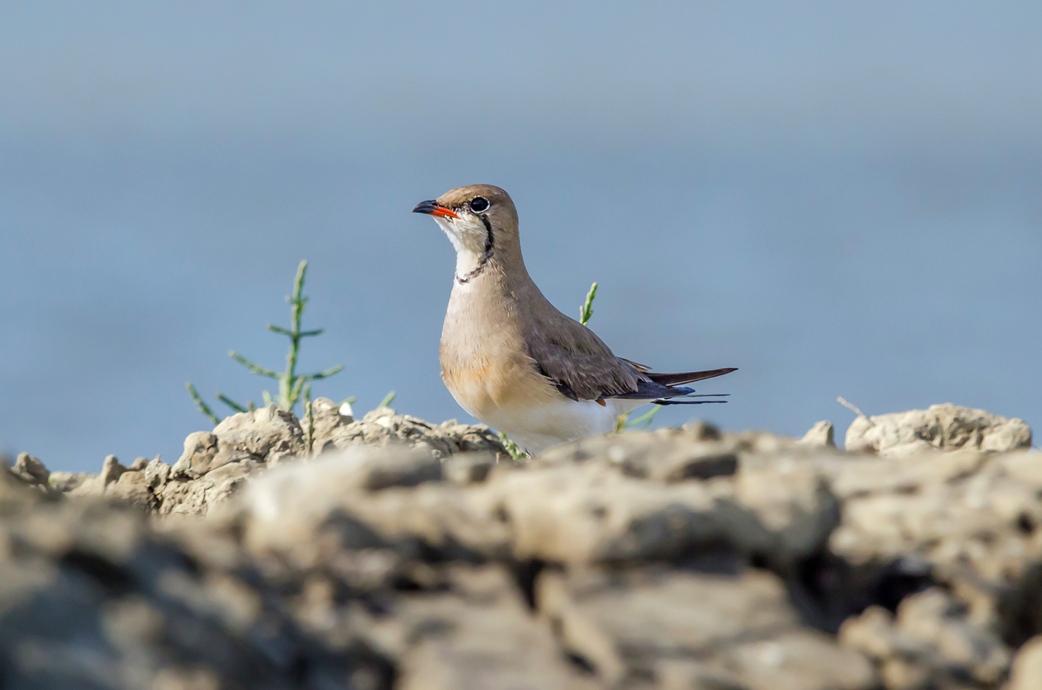 Pernice di mare (Glareola pratincola)