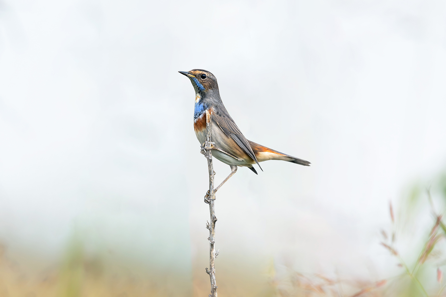 Pettazzurro (Luscinia svecica)