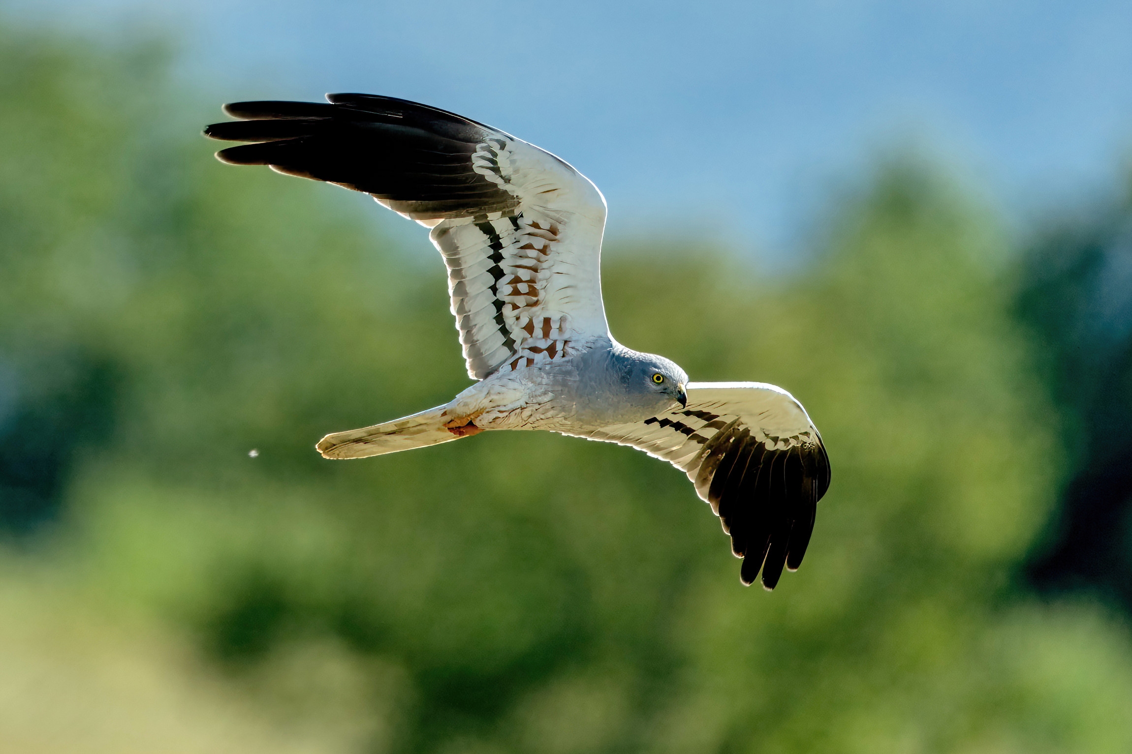 Hen harrier (Circus pygargus) - male