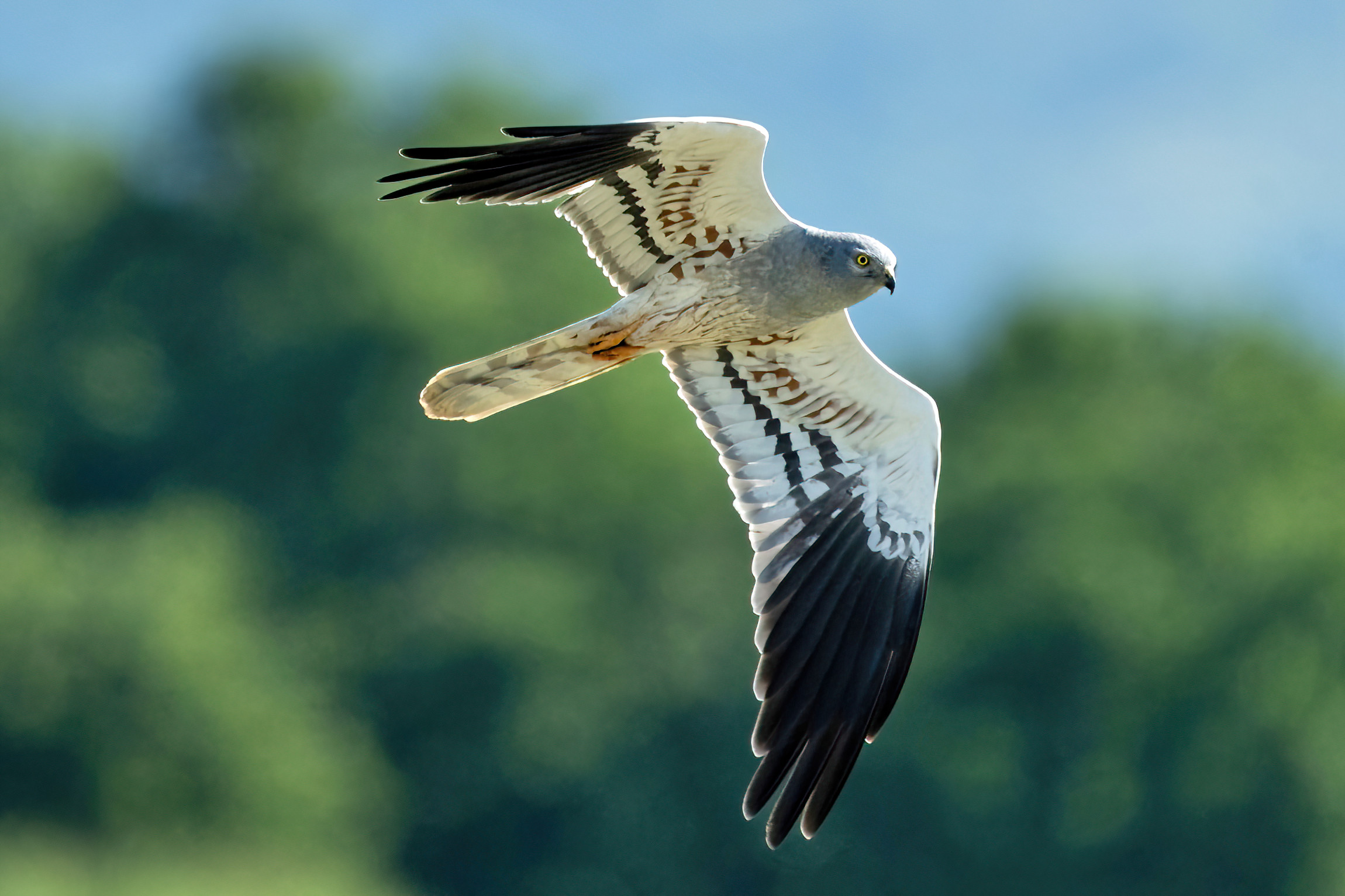 Hen harrier (Circus pygargus) - male