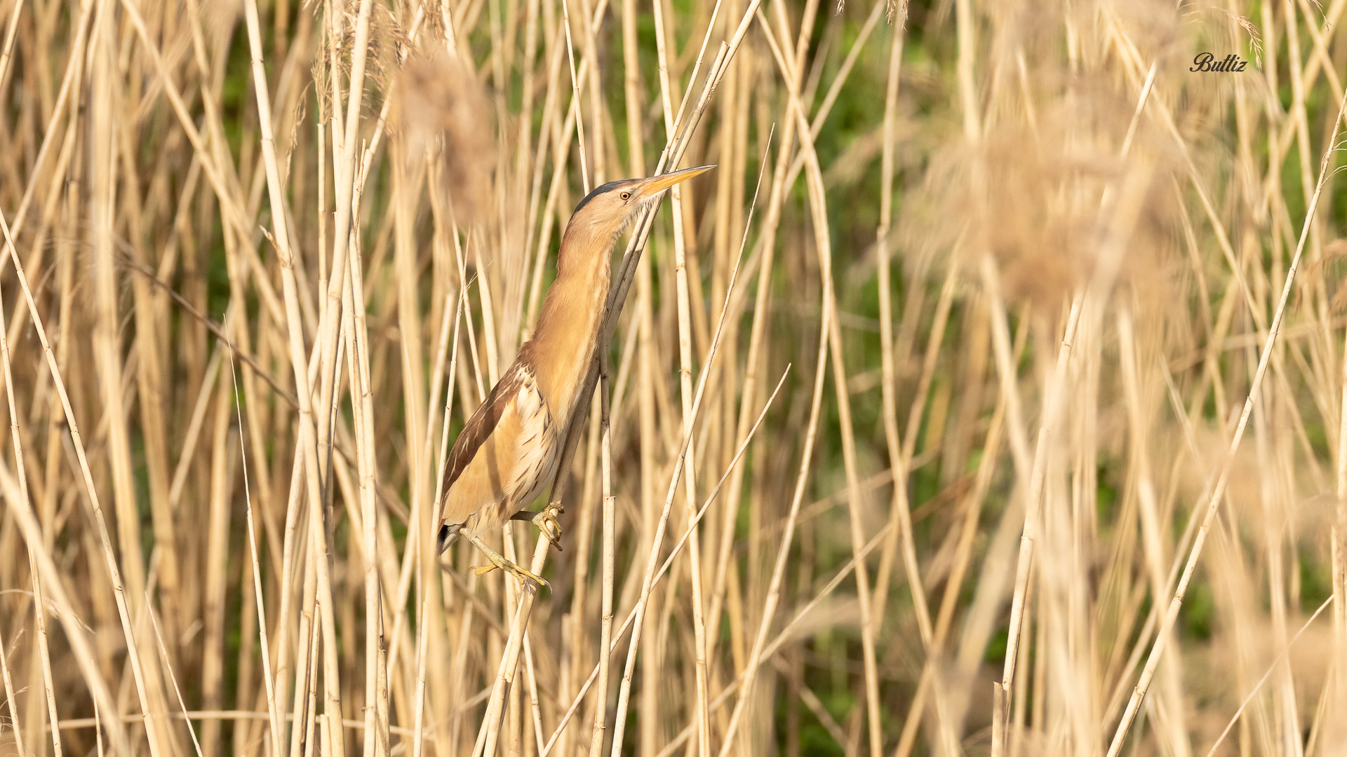 Little Bittern (f)