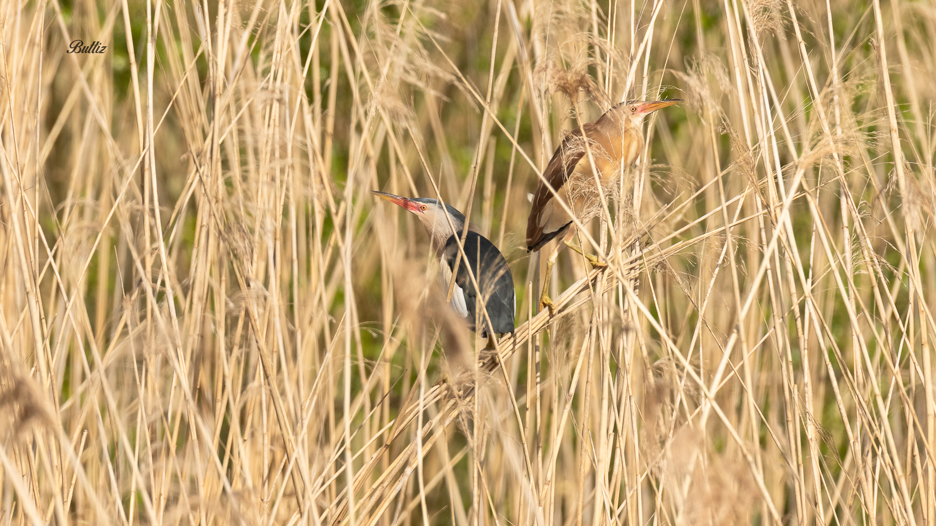 Couple of Tarabusibi