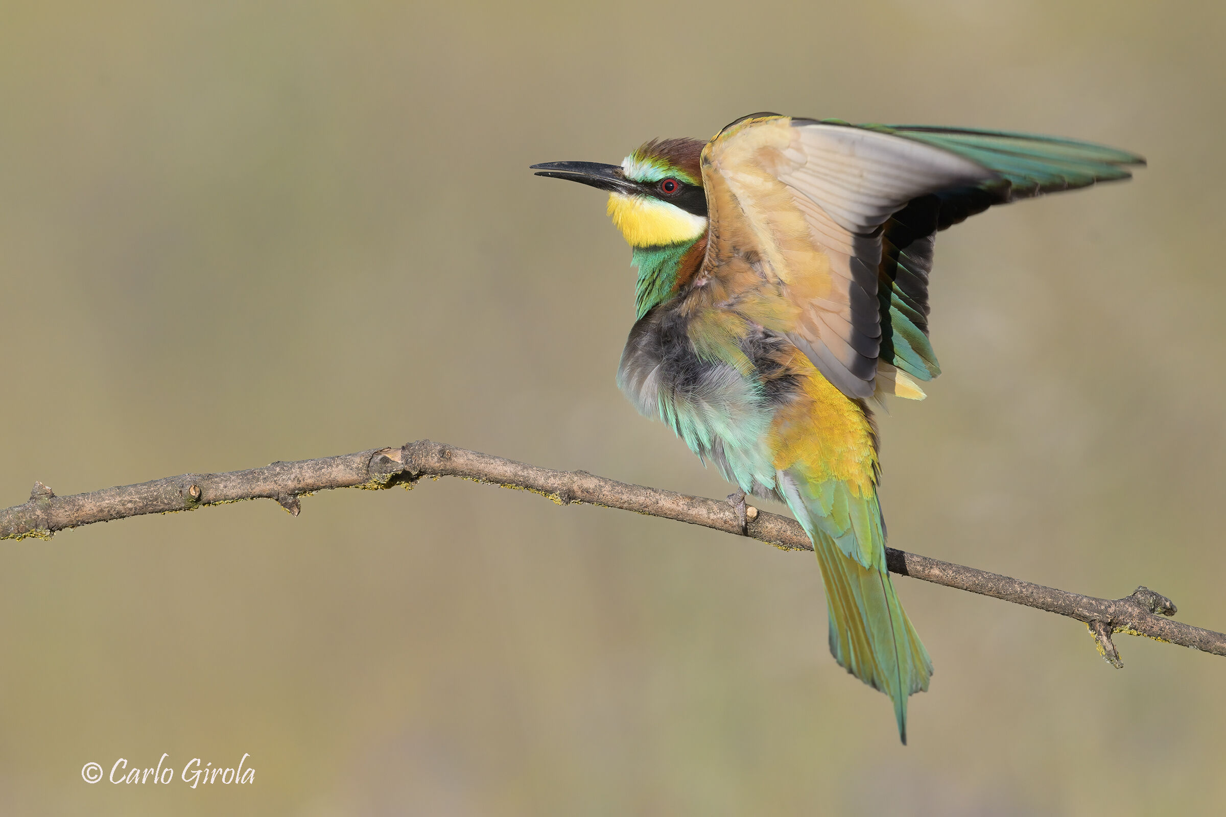 Gruccione (Merops apiaster)