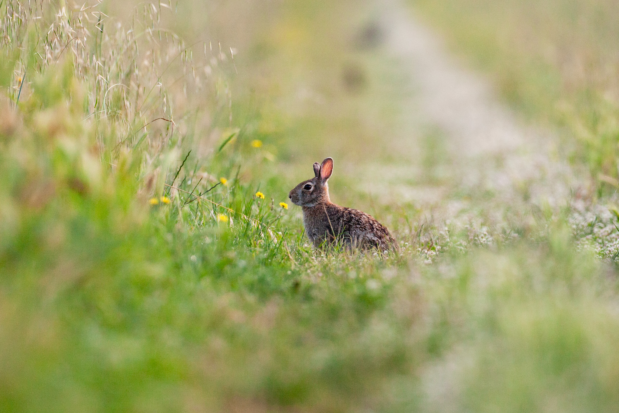 Wild Rabbit