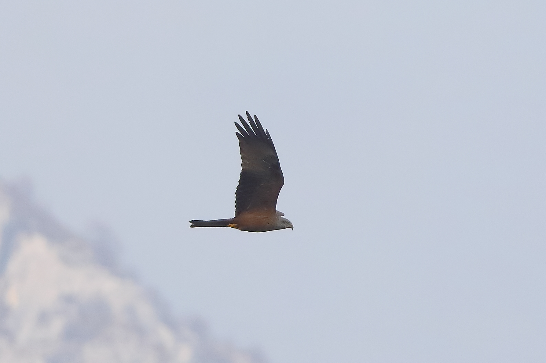 Black Kite 20 March 2024 - 0093