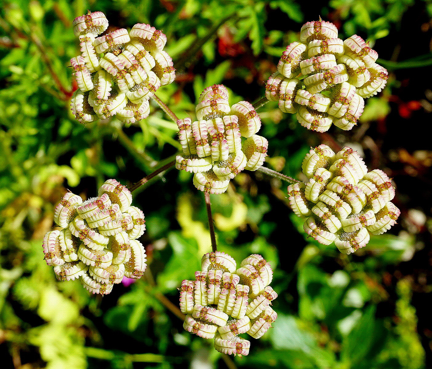 Gioielli tra il verde!