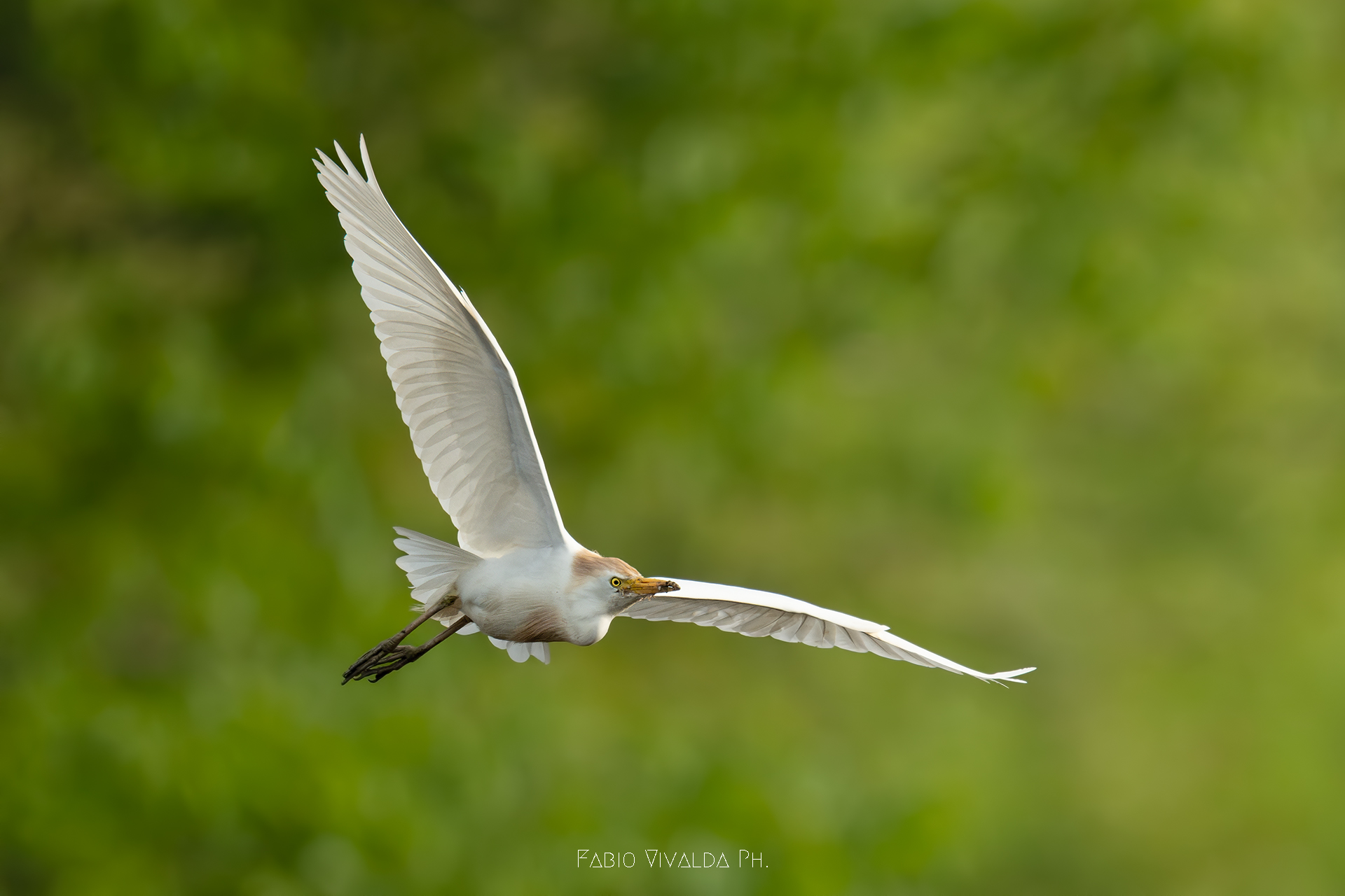 Cattle Egret in flight