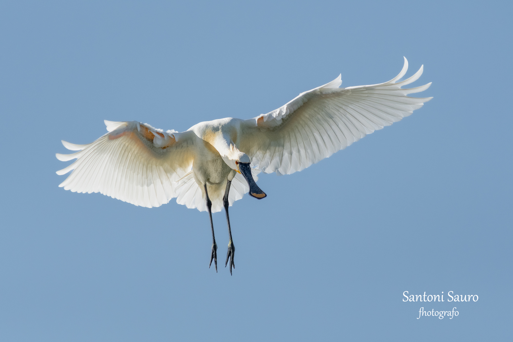 Spread your wings