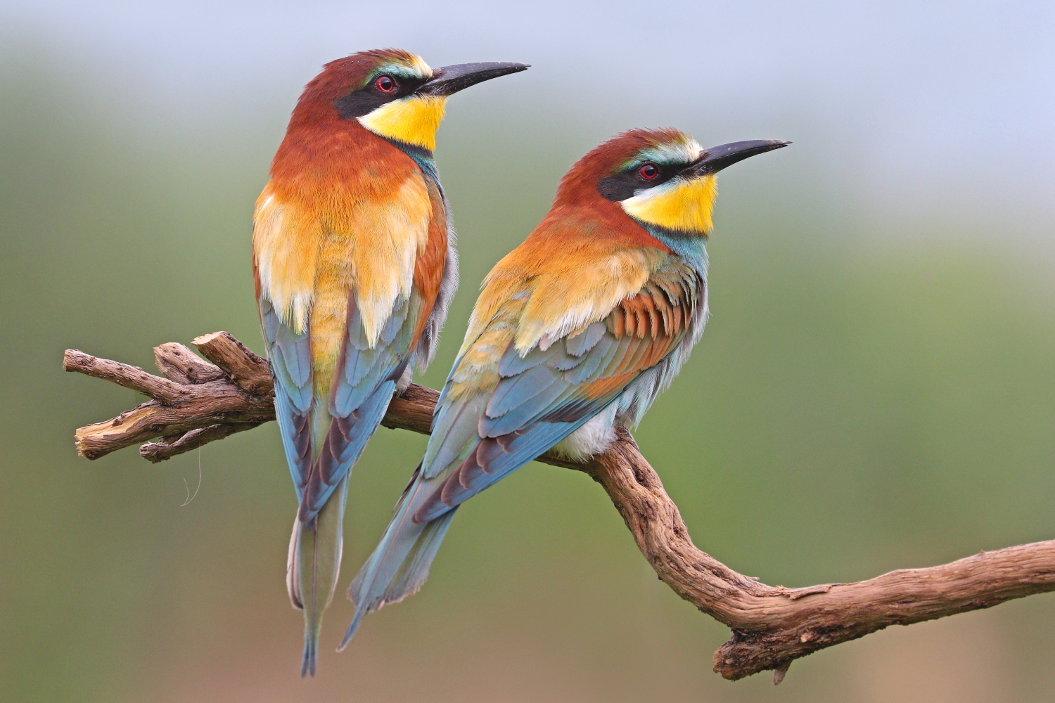 Bee-eaters