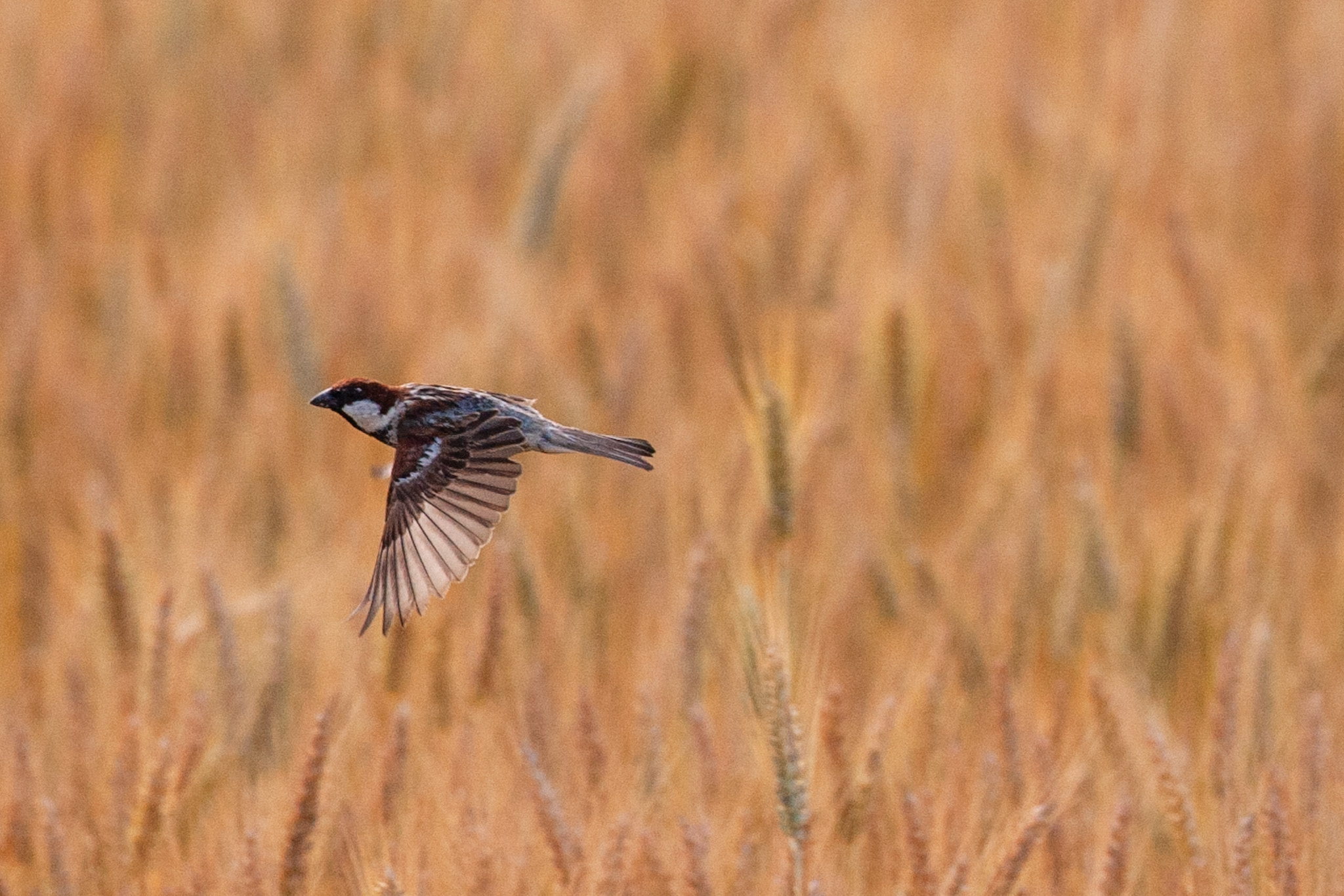 Sparrow in flight