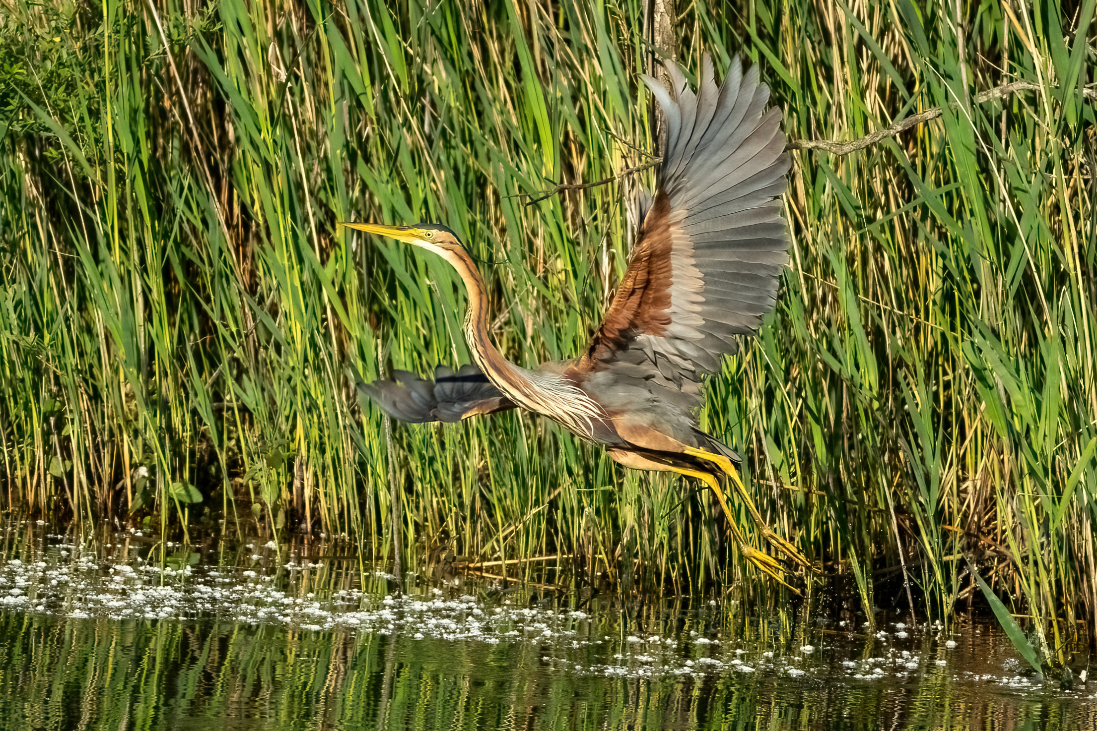 Airone rosso (Ardea purpurea)