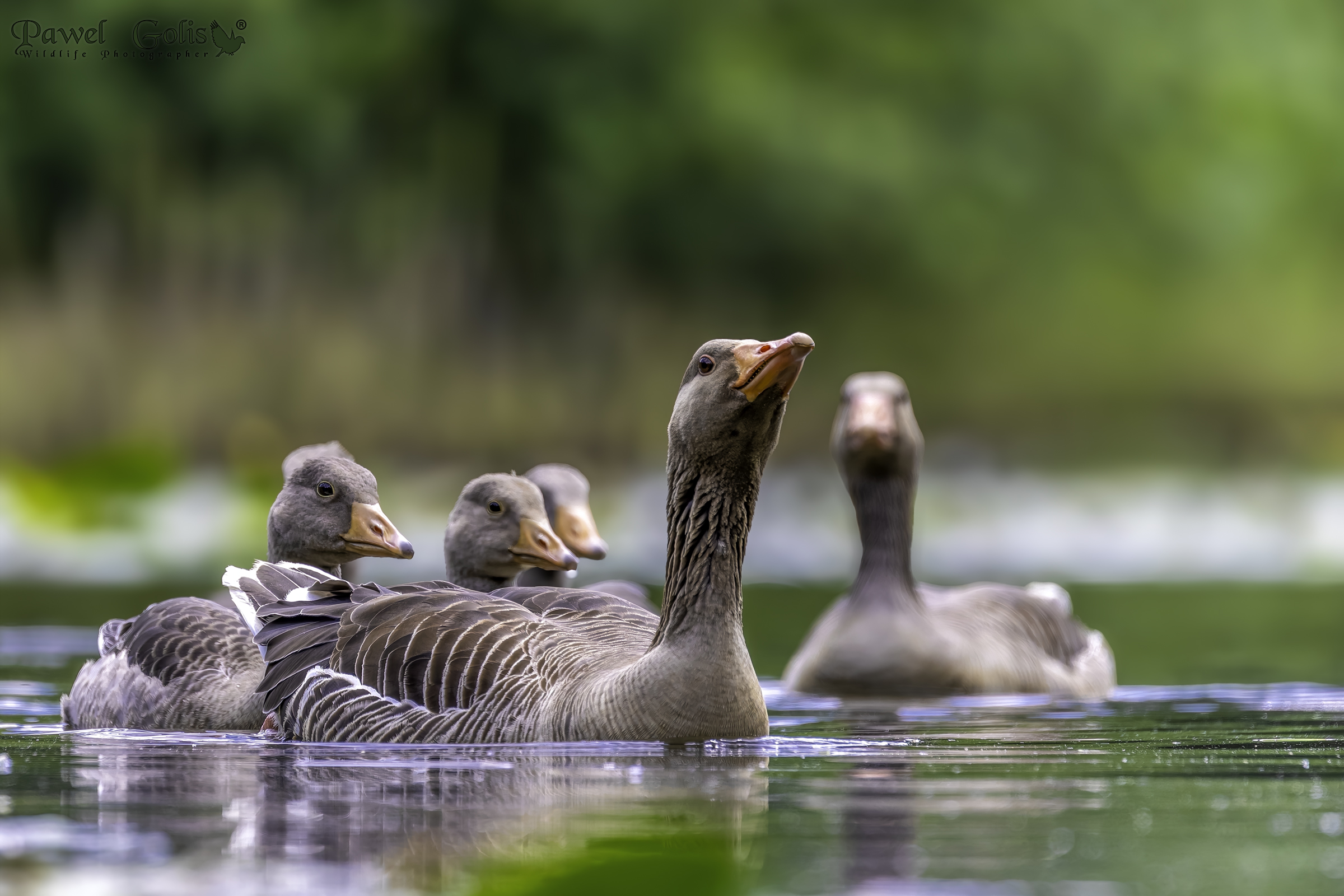 Oca selvatica (Anser anser)
