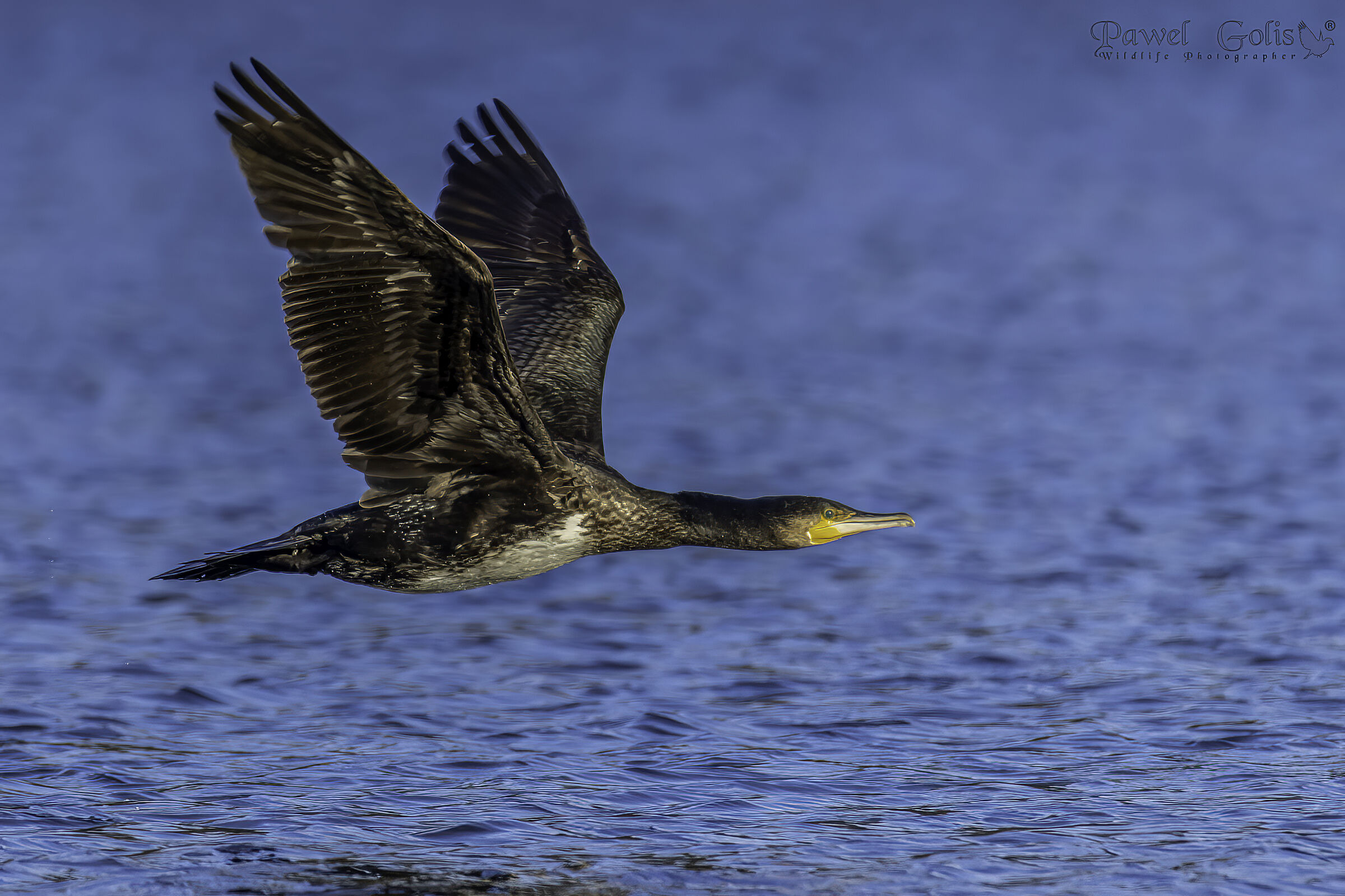 Cormorano maggiore (Phalacrocorax carbo)