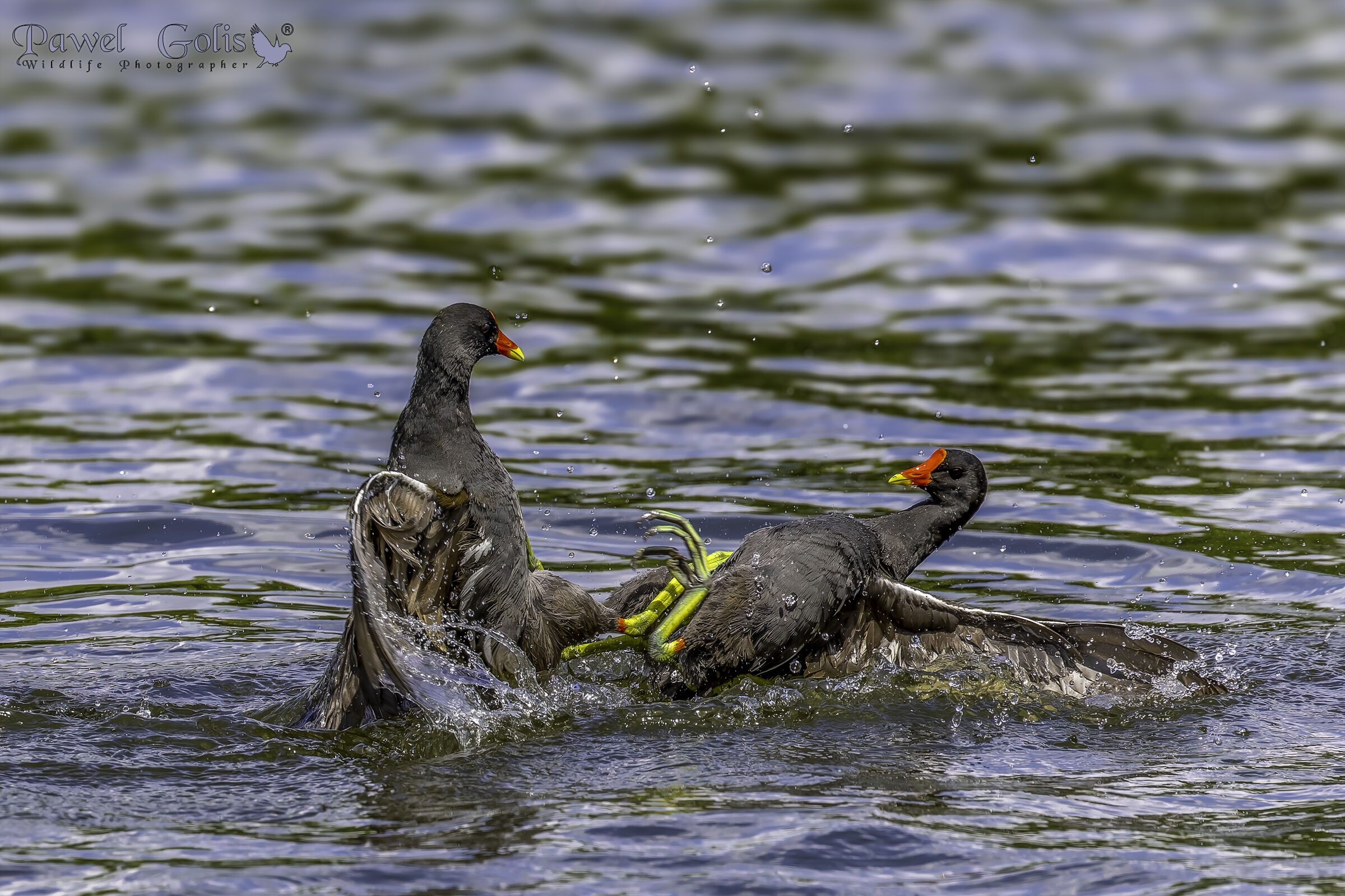 Gallinella d'acqua (Gallinula chloropus)