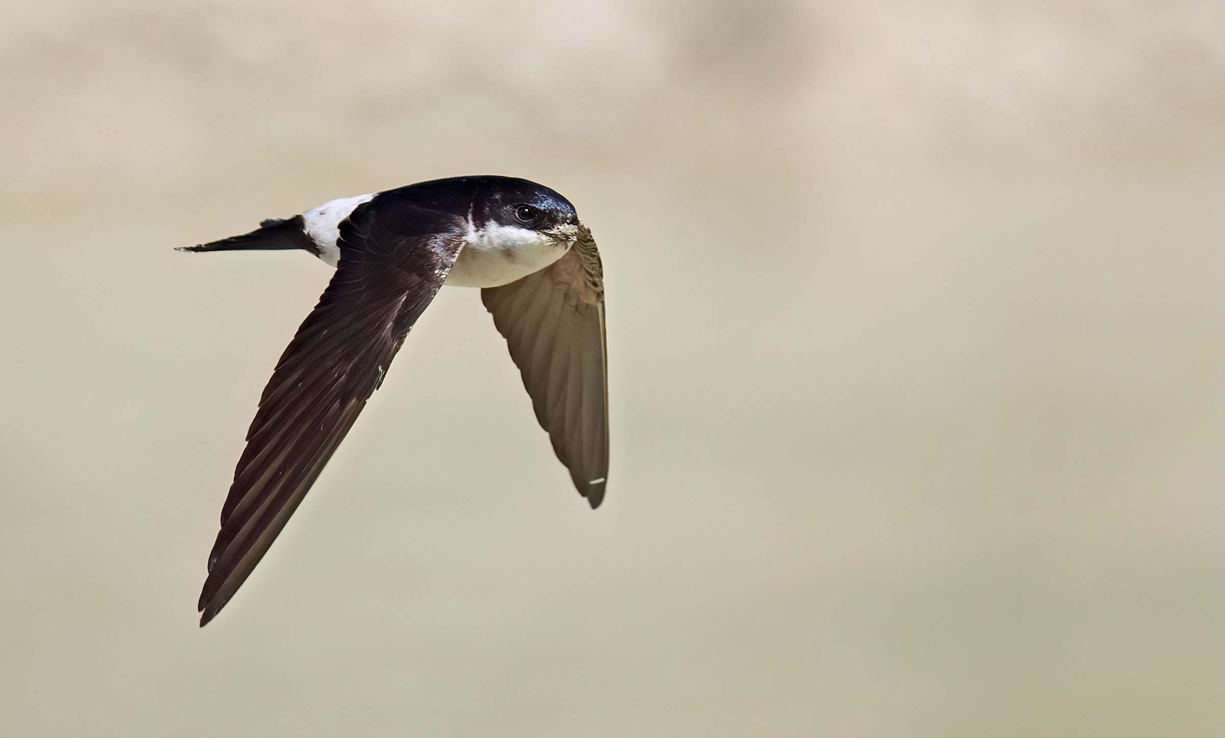 Return from the nest