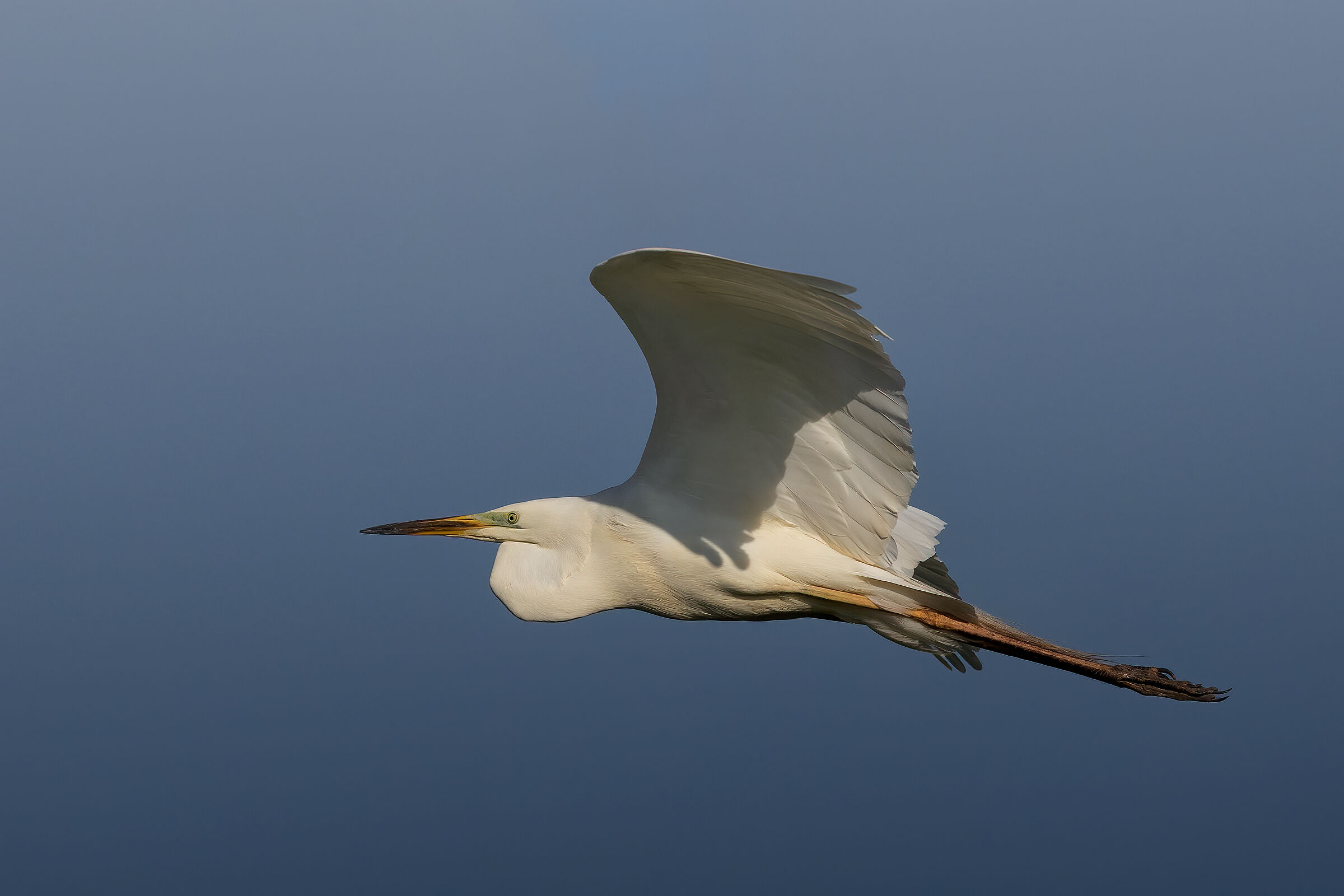 Airone bianco maggiore