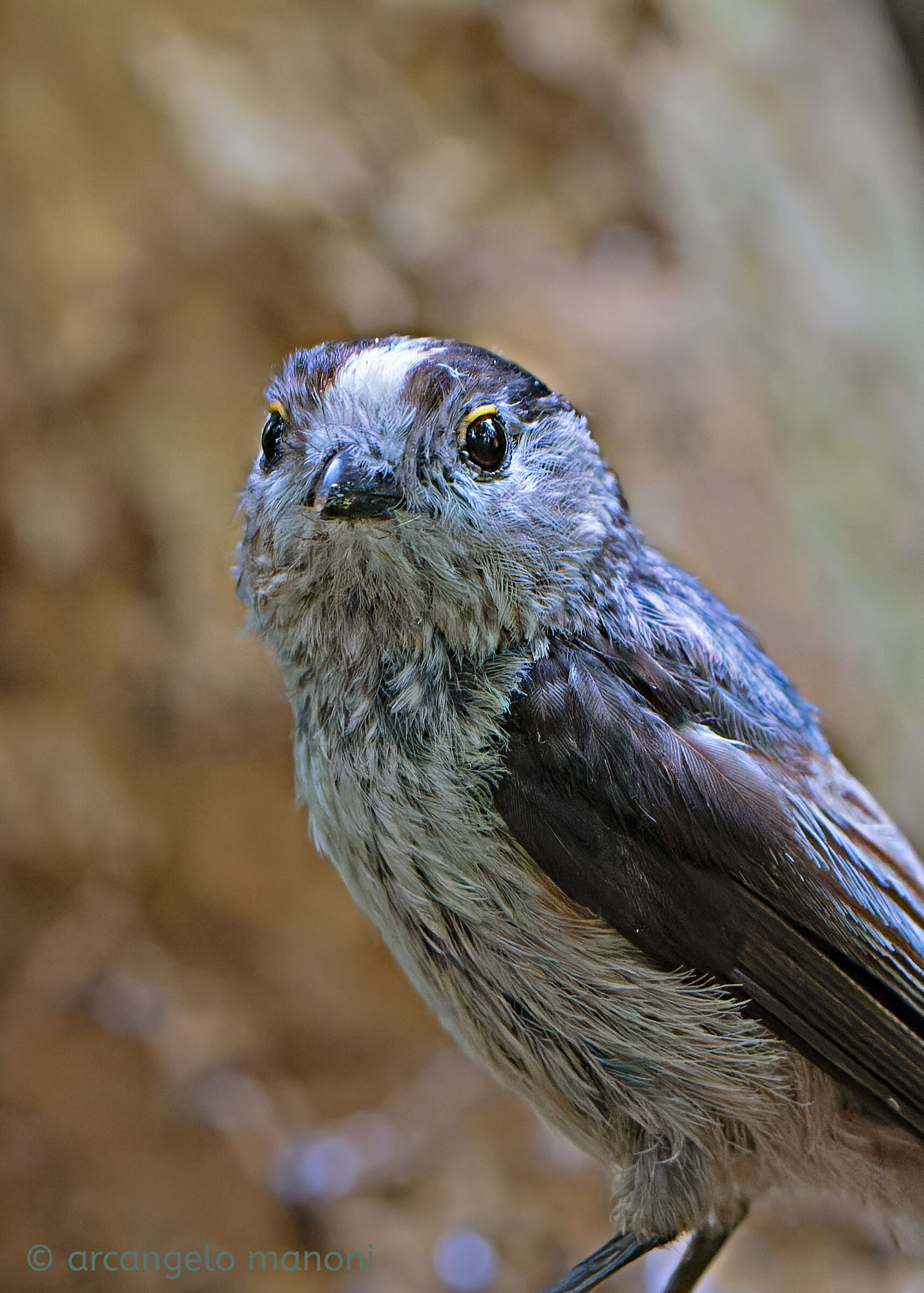 Portrait of the long-tailed-tailed in the thick of the woods